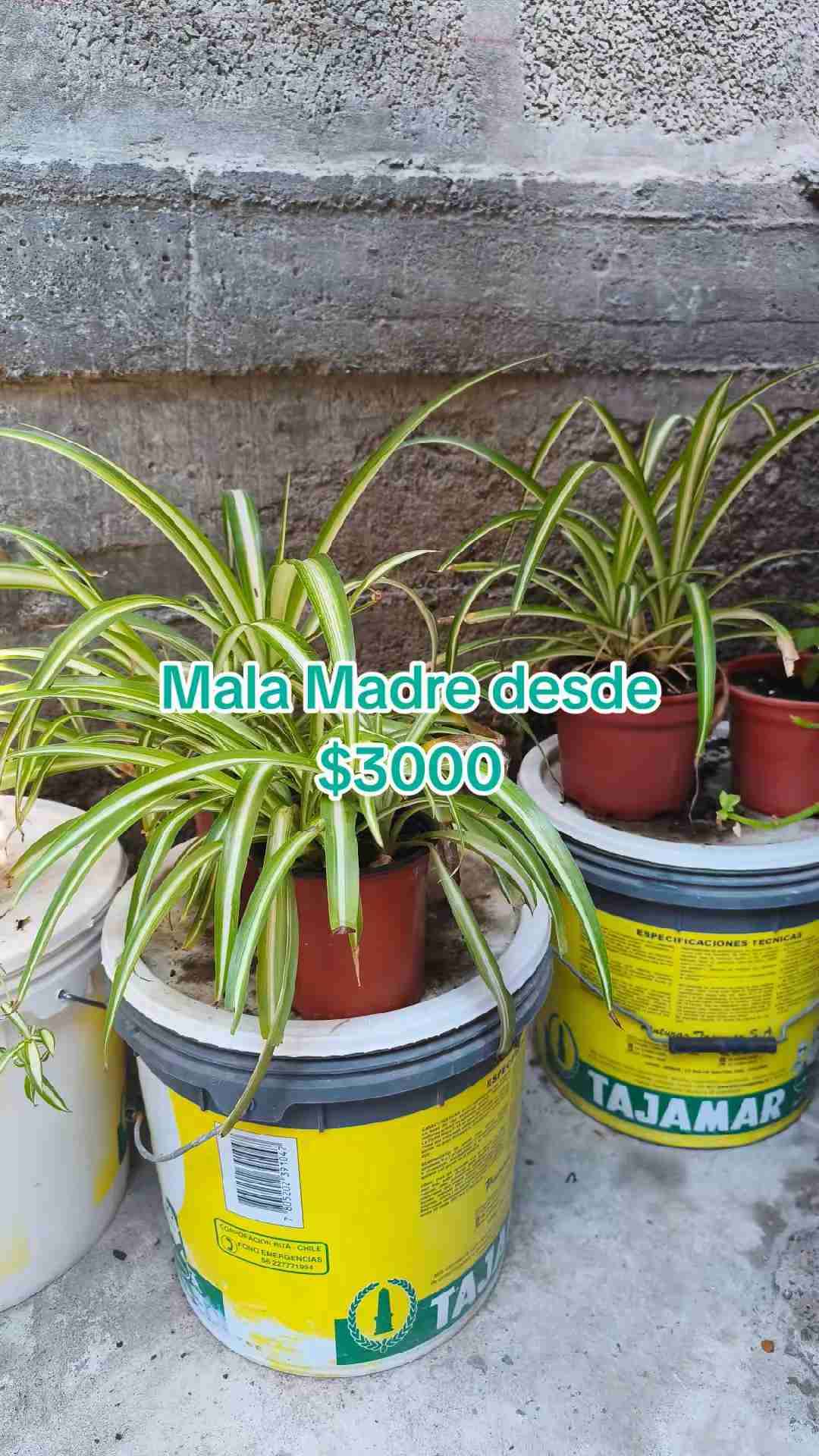 Cactus 🌵 suculentas - miniatura 4