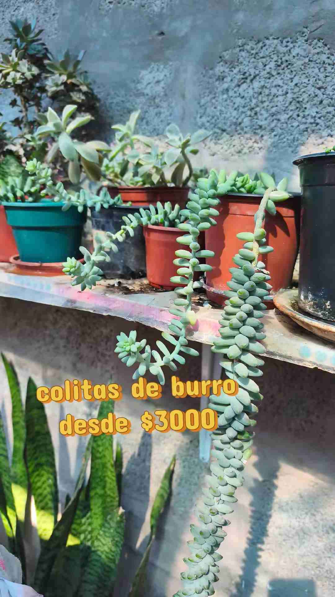 Cactus 🌵 suculentas - miniatura 5