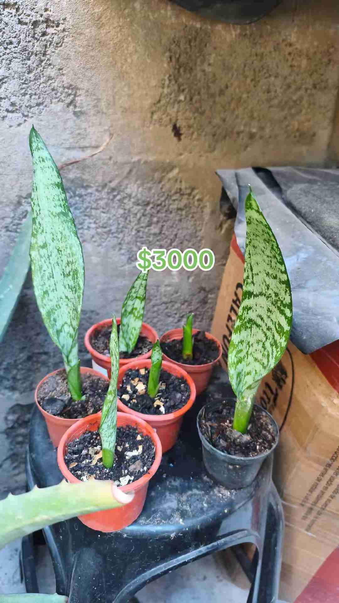 Cactus 🌵 suculentas - miniatura 6