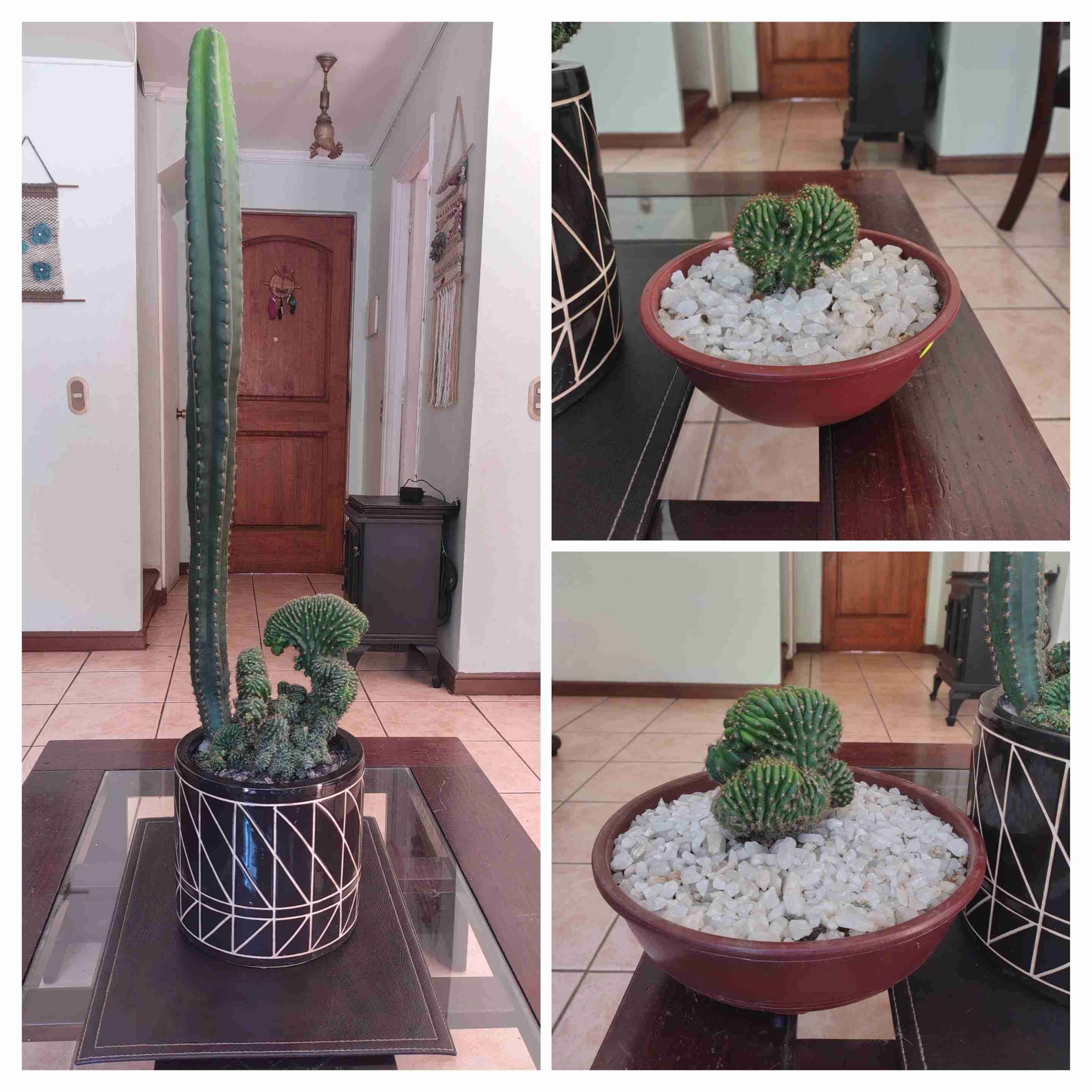 Surtido de cactus y suculentas - miniatura 2