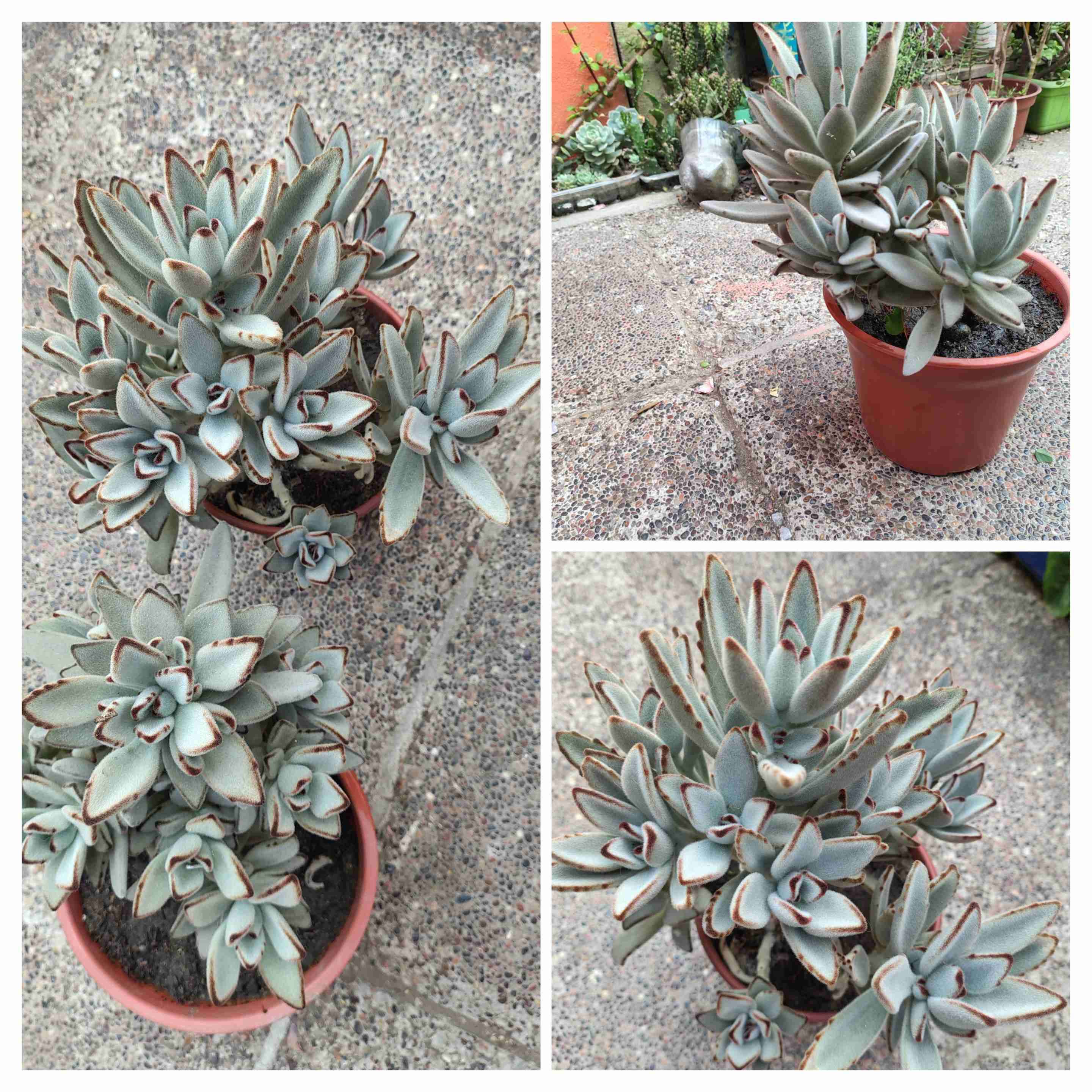 Surtido de cactus y suculentas - miniatura 3