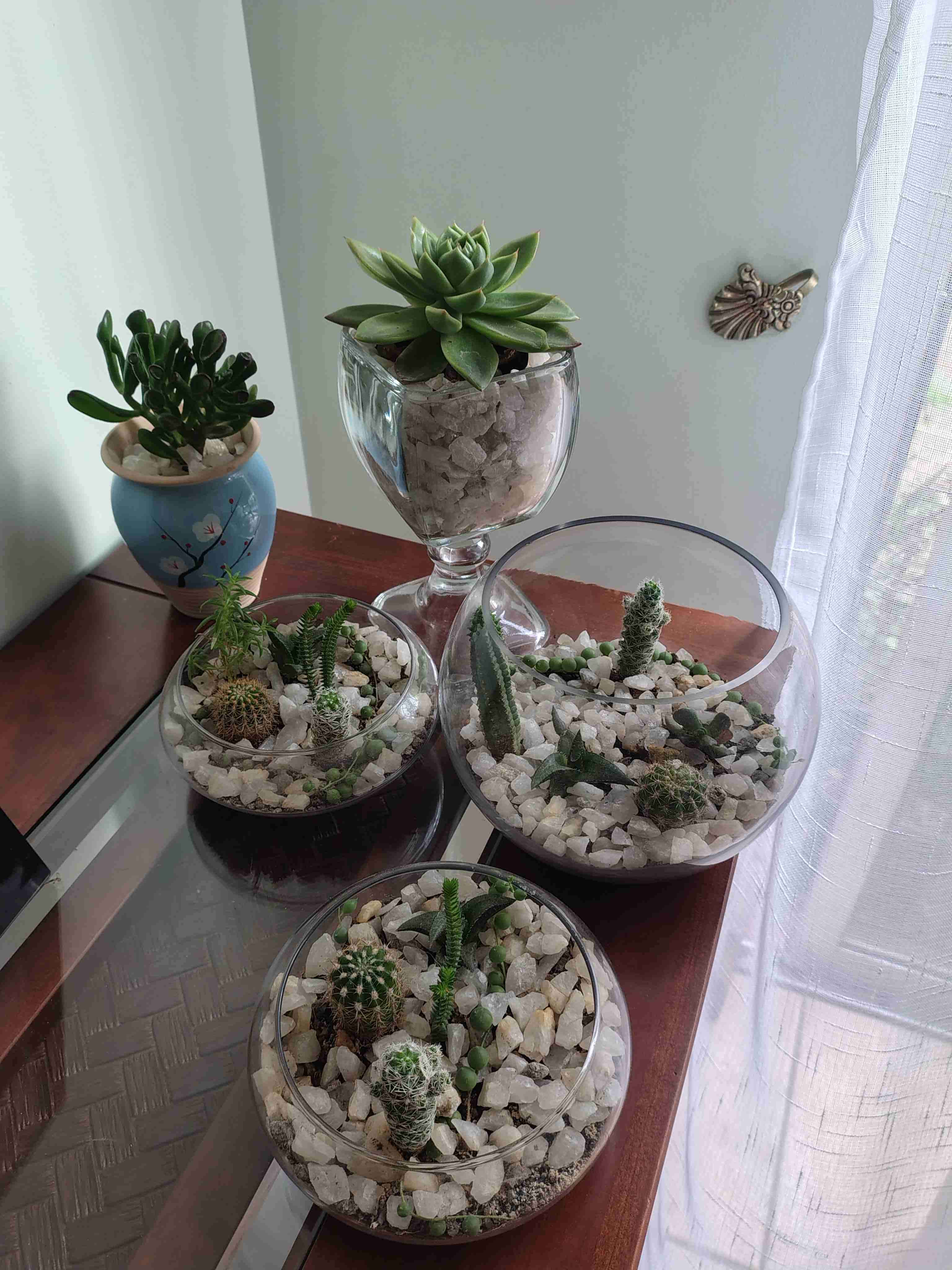 Surtido de cactus y suculentas - miniatura 4