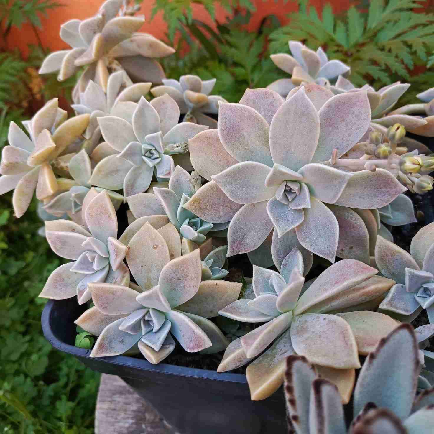 Surtido de cactus y suculentas - miniatura 5