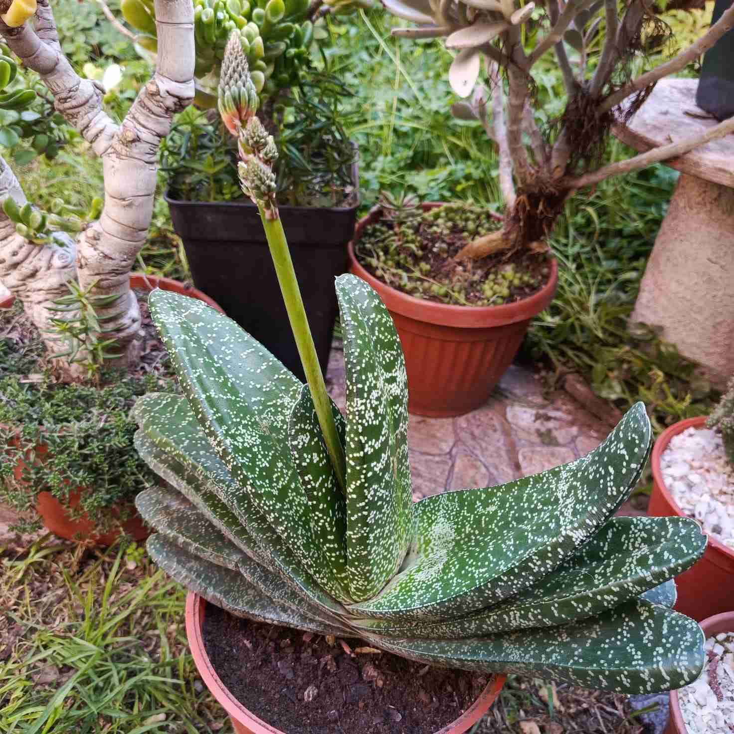 Surtido de cactus y suculentas - miniatura 6