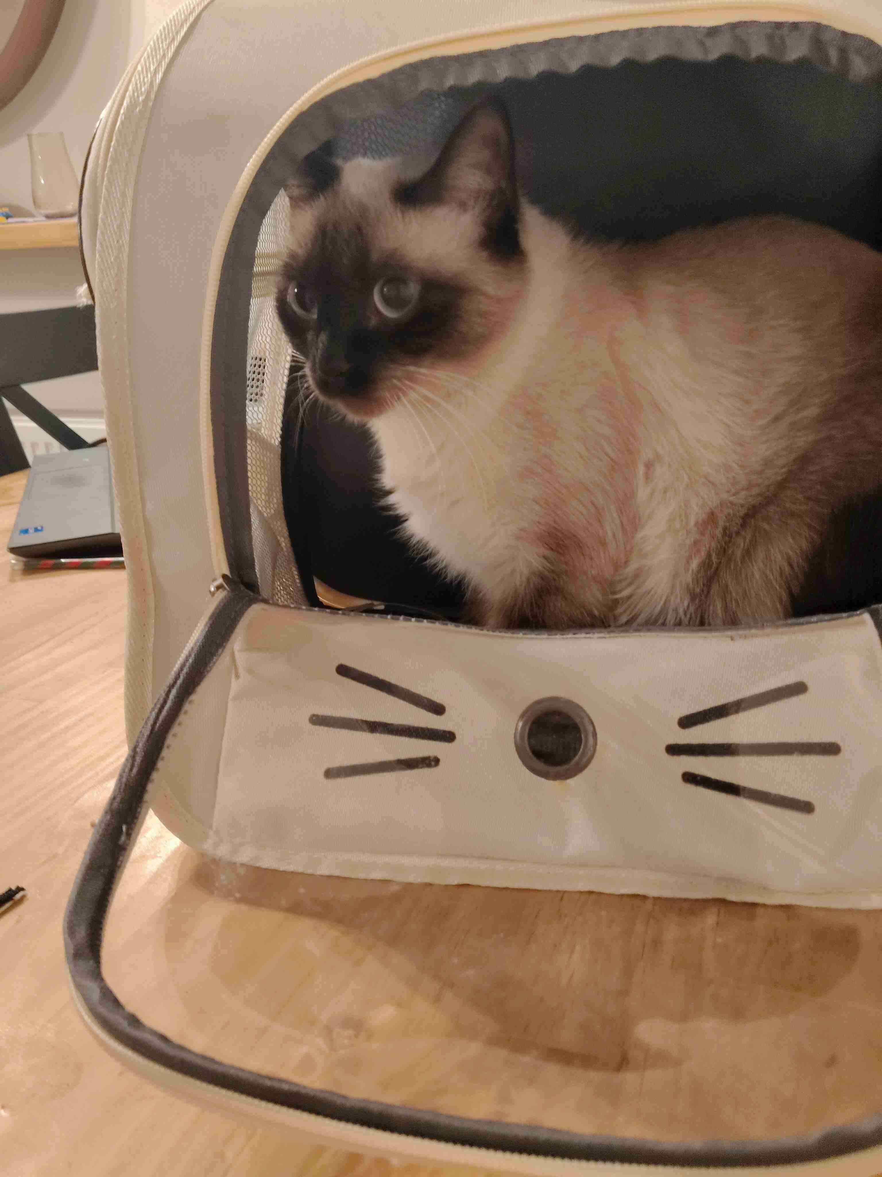 Mochila transportadora para mascota - miniatura 2