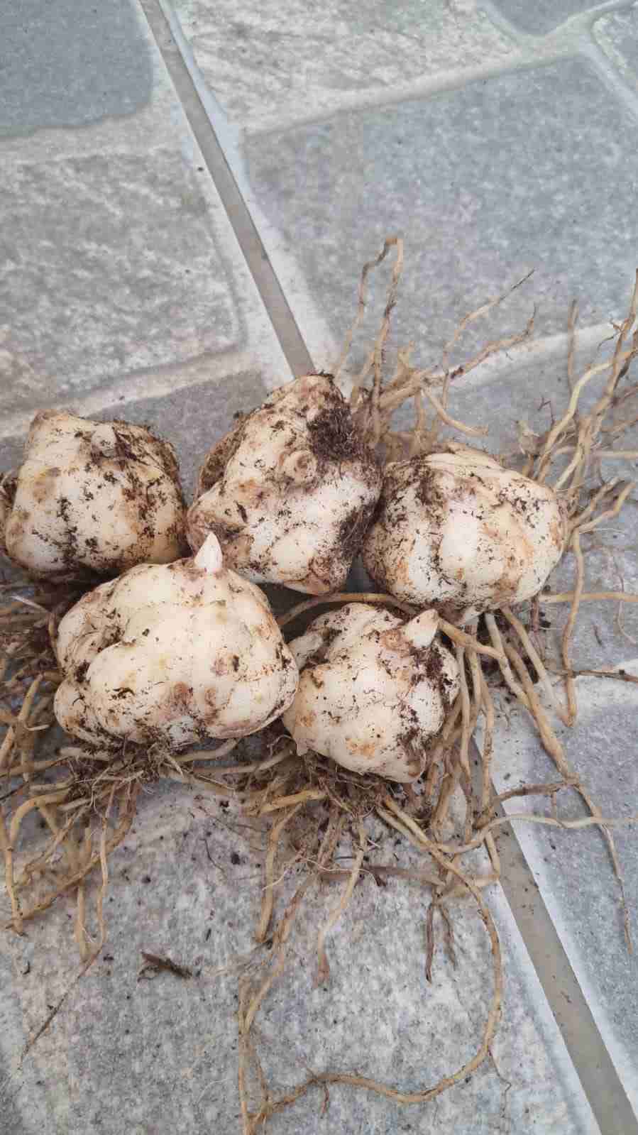 Bulbos de liliums rojos - miniatura 2