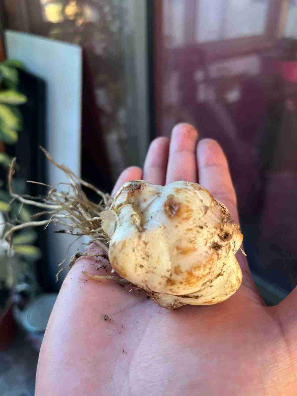 Bulbos de liliums rojos - miniatura 3