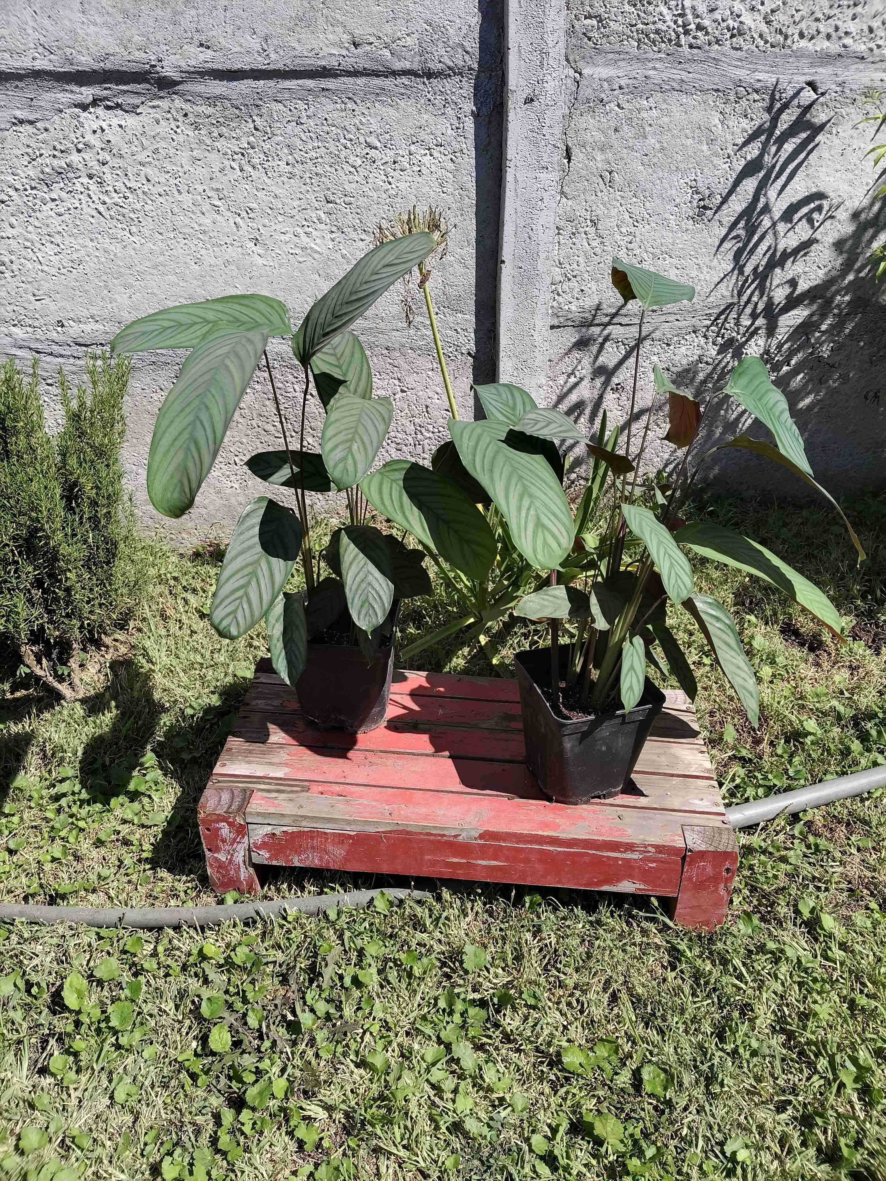 Plantas de interior en maceta