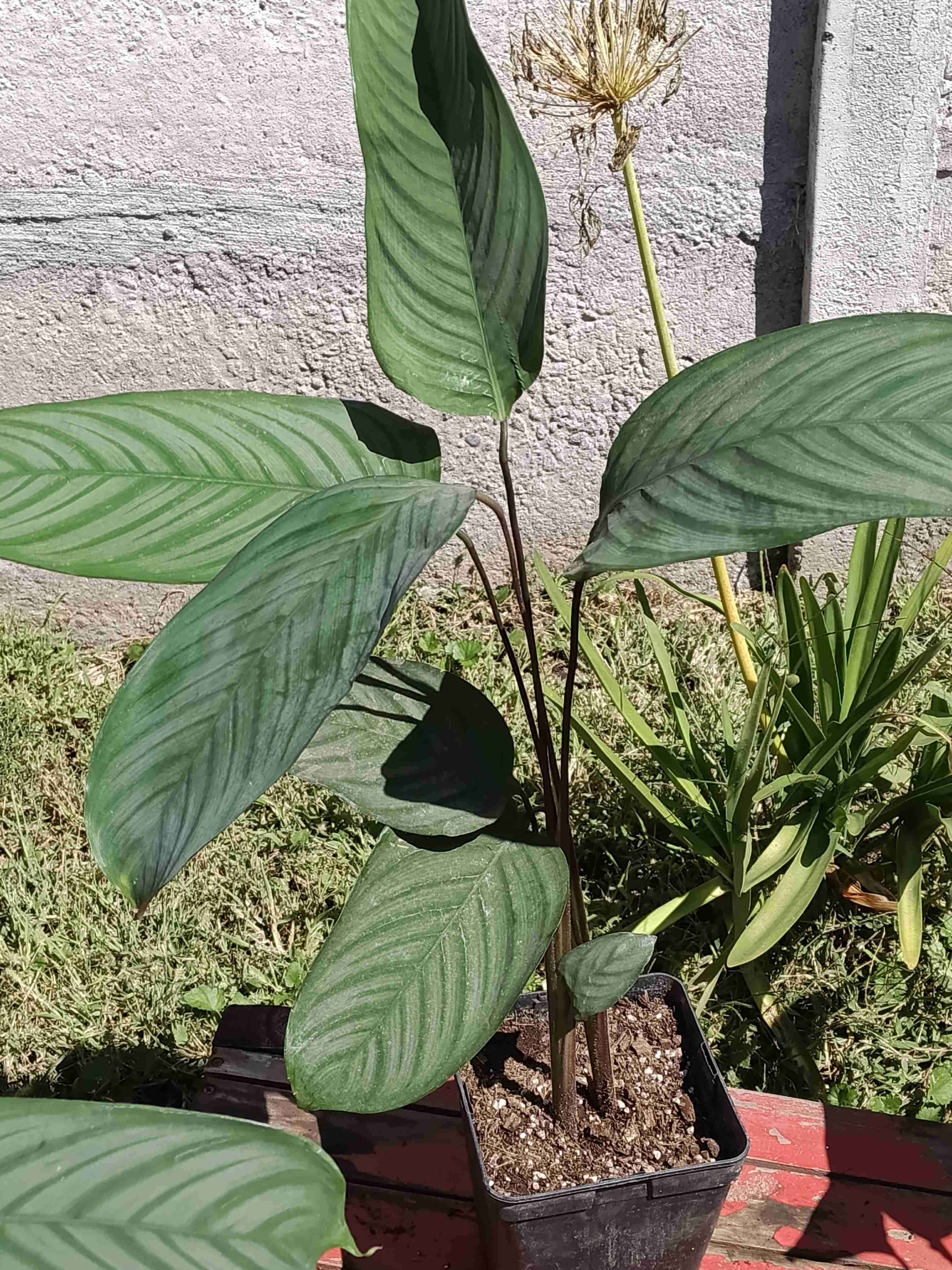 Plantas de interior en maceta - miniatura 2