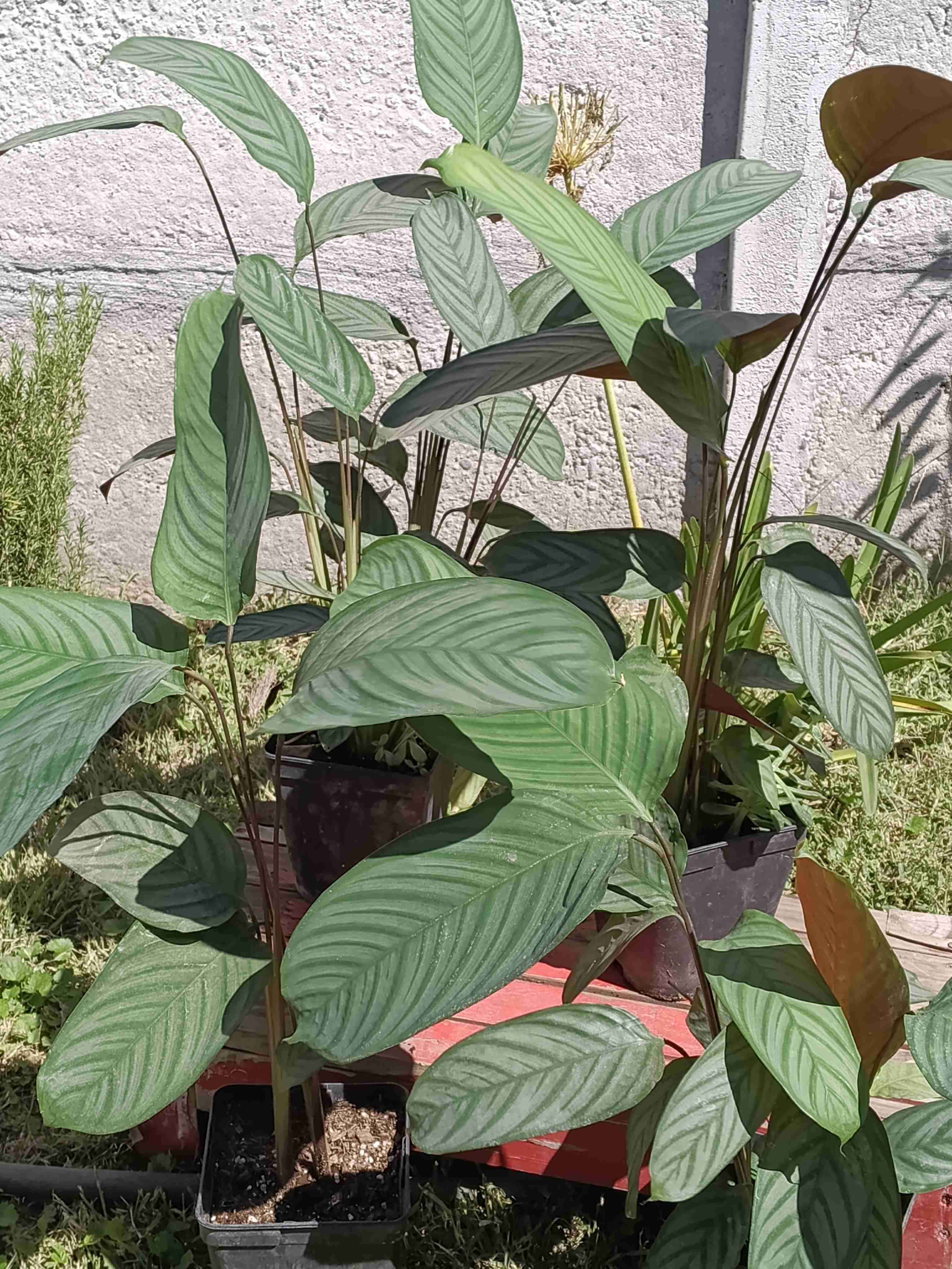 Plantas de interior en maceta - miniatura 3