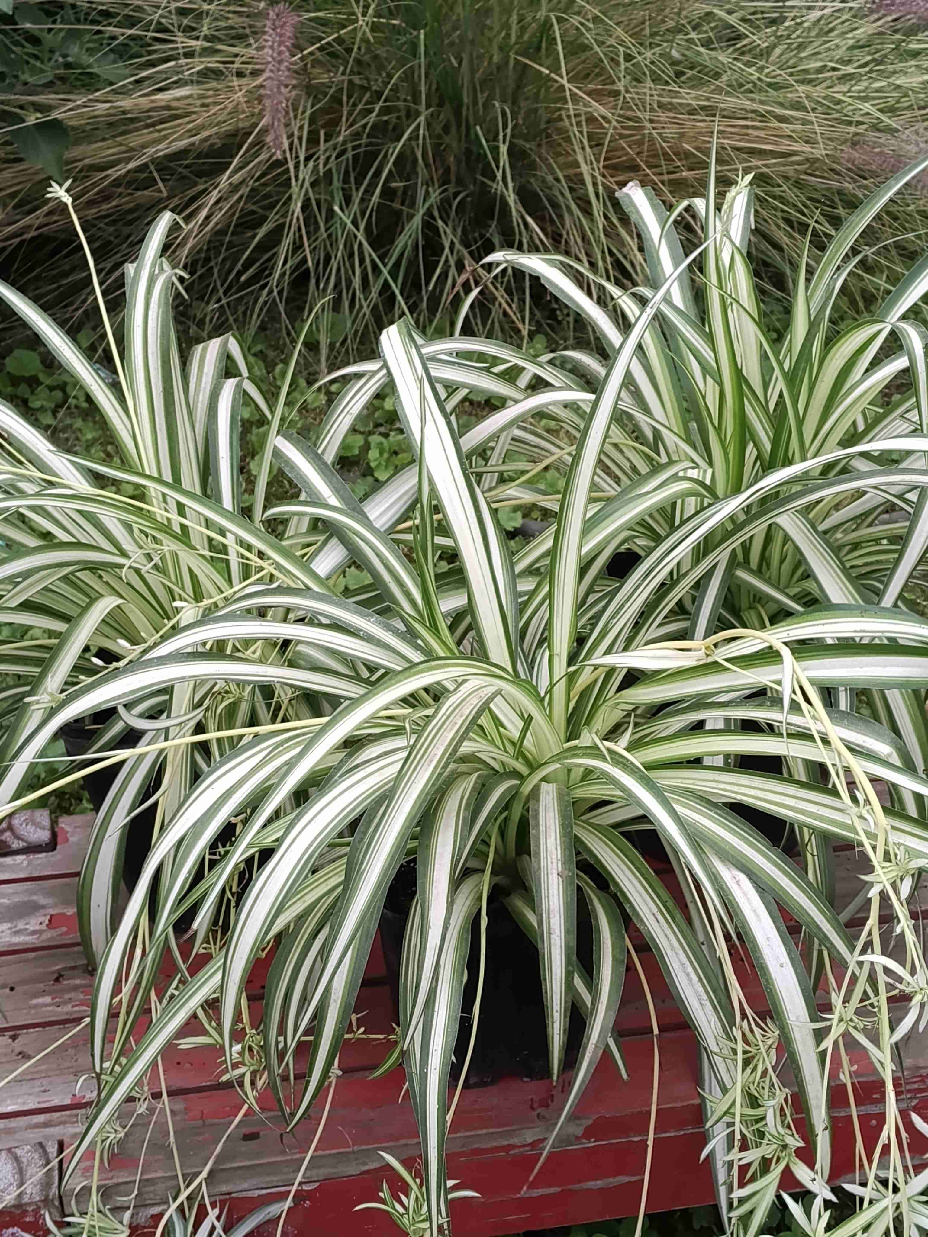 Plantas de interior en maceta - miniatura 4