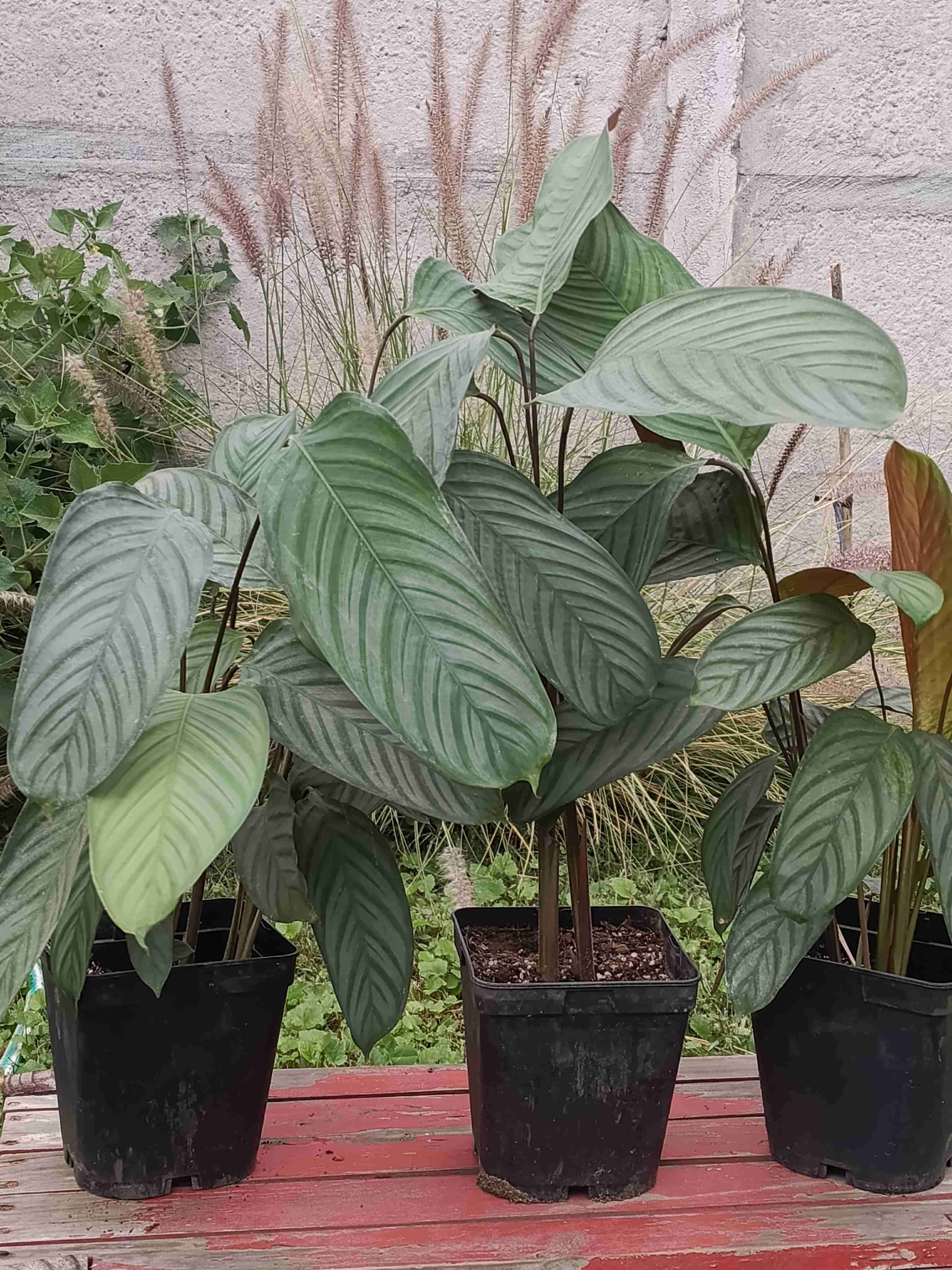 Plantas de interior en maceta - miniatura 5