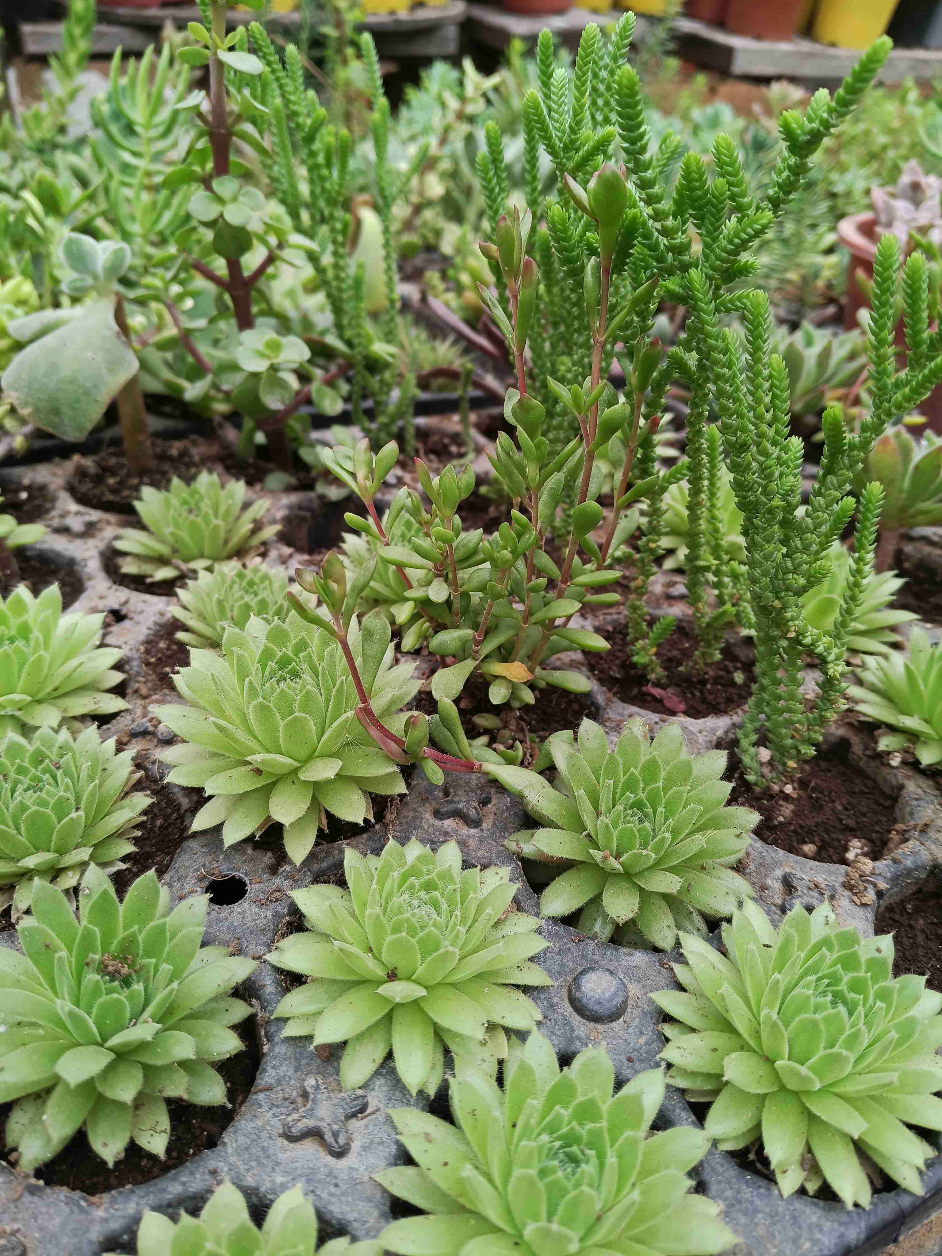 50 suculentas variadas