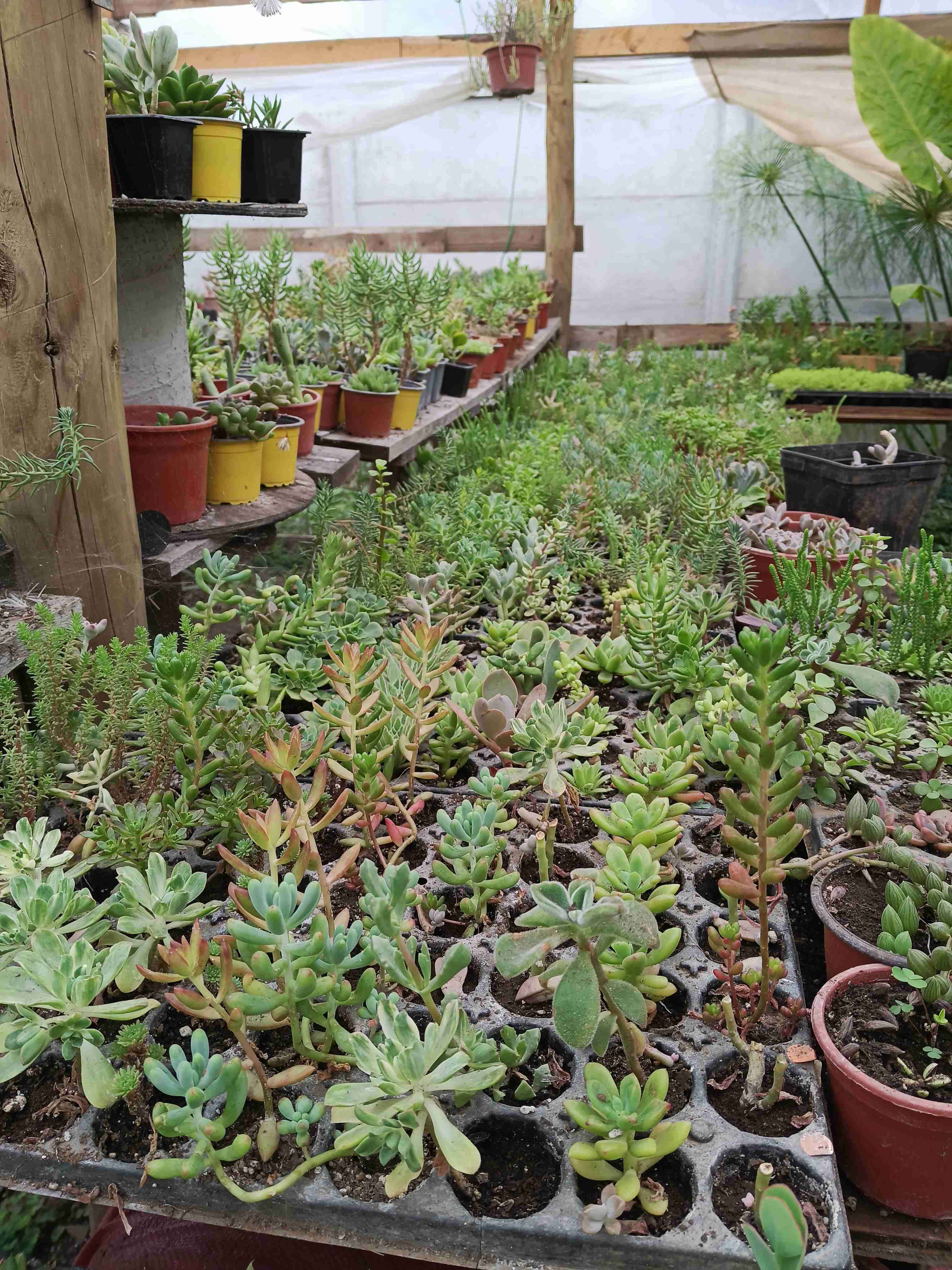 50 suculentas variadas - miniatura 2