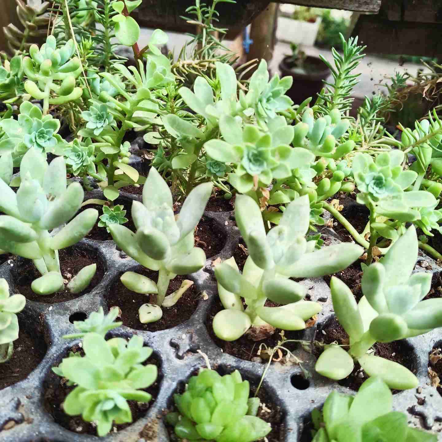 50 suculentas variadas - miniatura 3