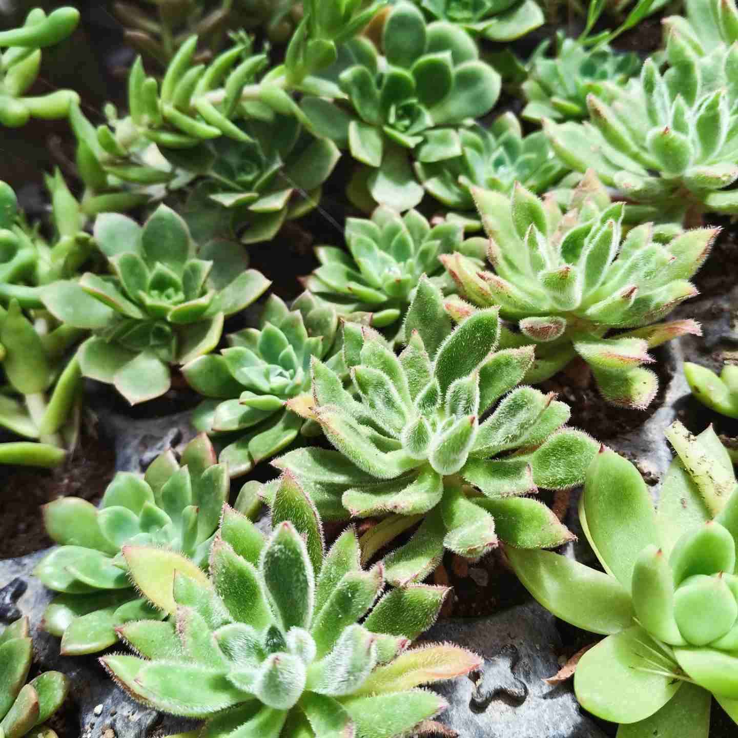 50 suculentas variadas - miniatura 4