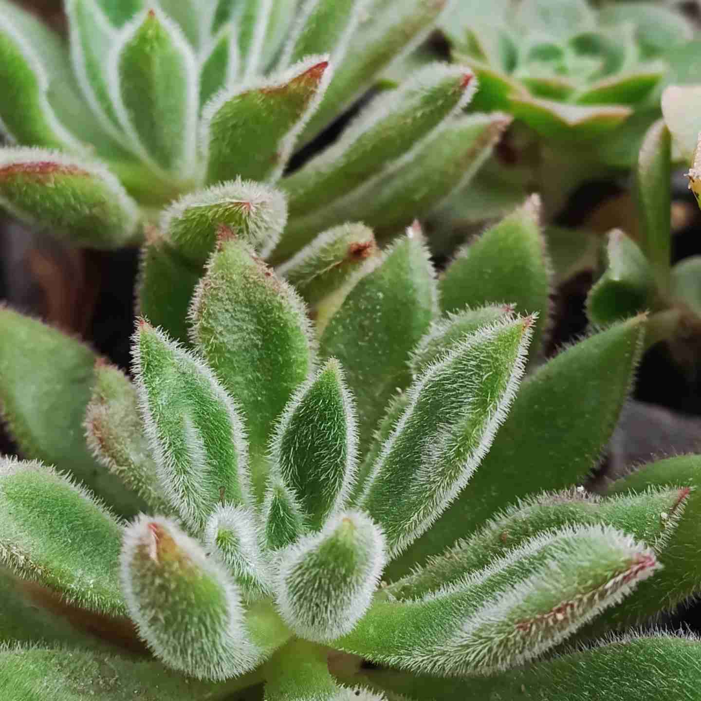 50 suculentas variadas - miniatura 5