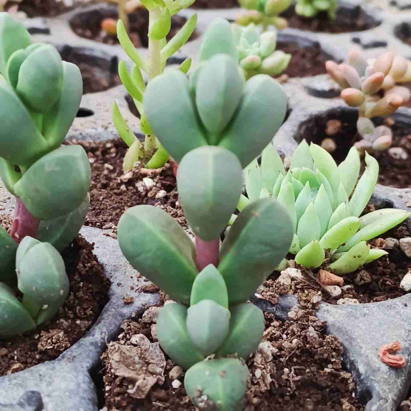 50 suculentas variadas - miniatura 6