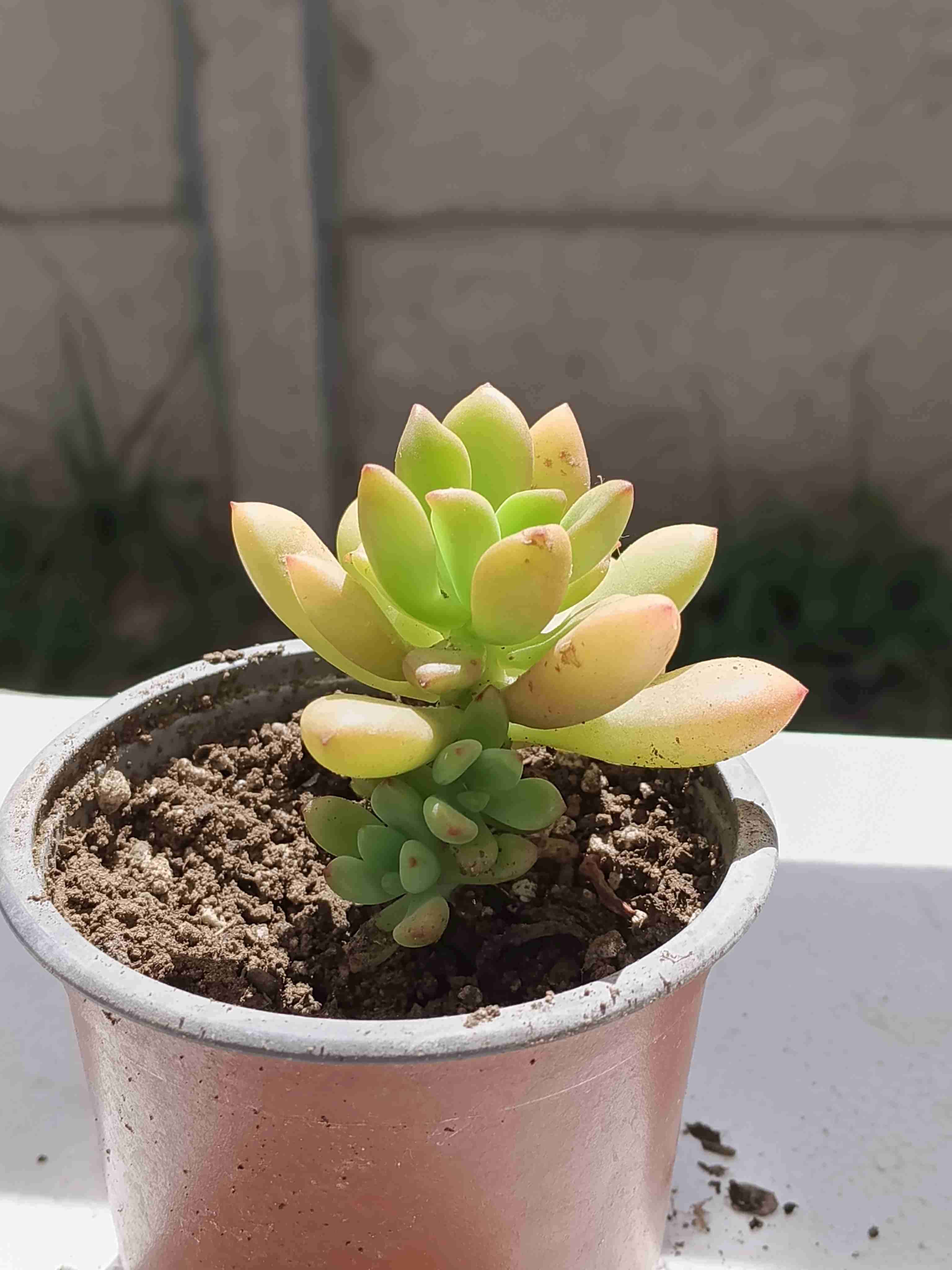 Suculenta en maceta pequeña - miniatura 2