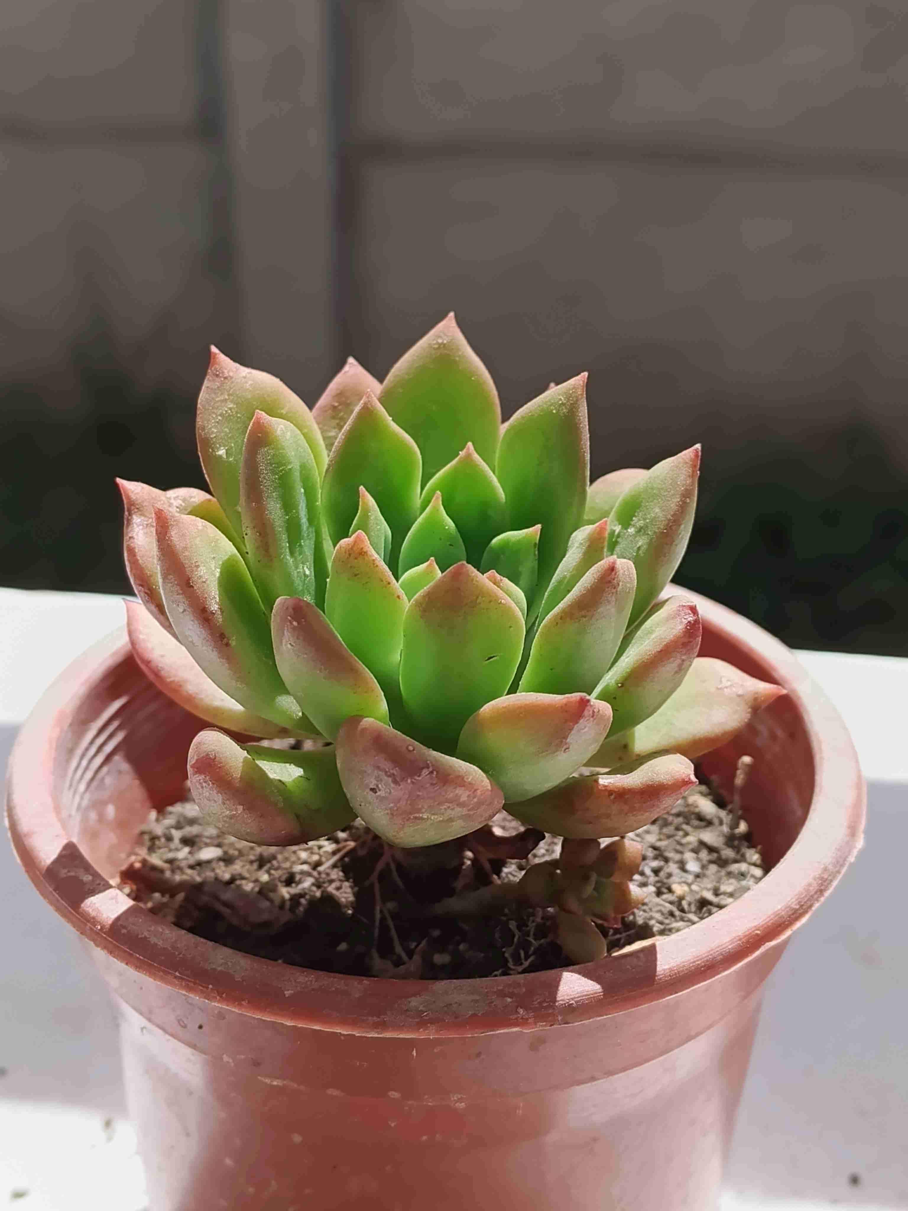 Suculenta en maceta pequeña - miniatura 3