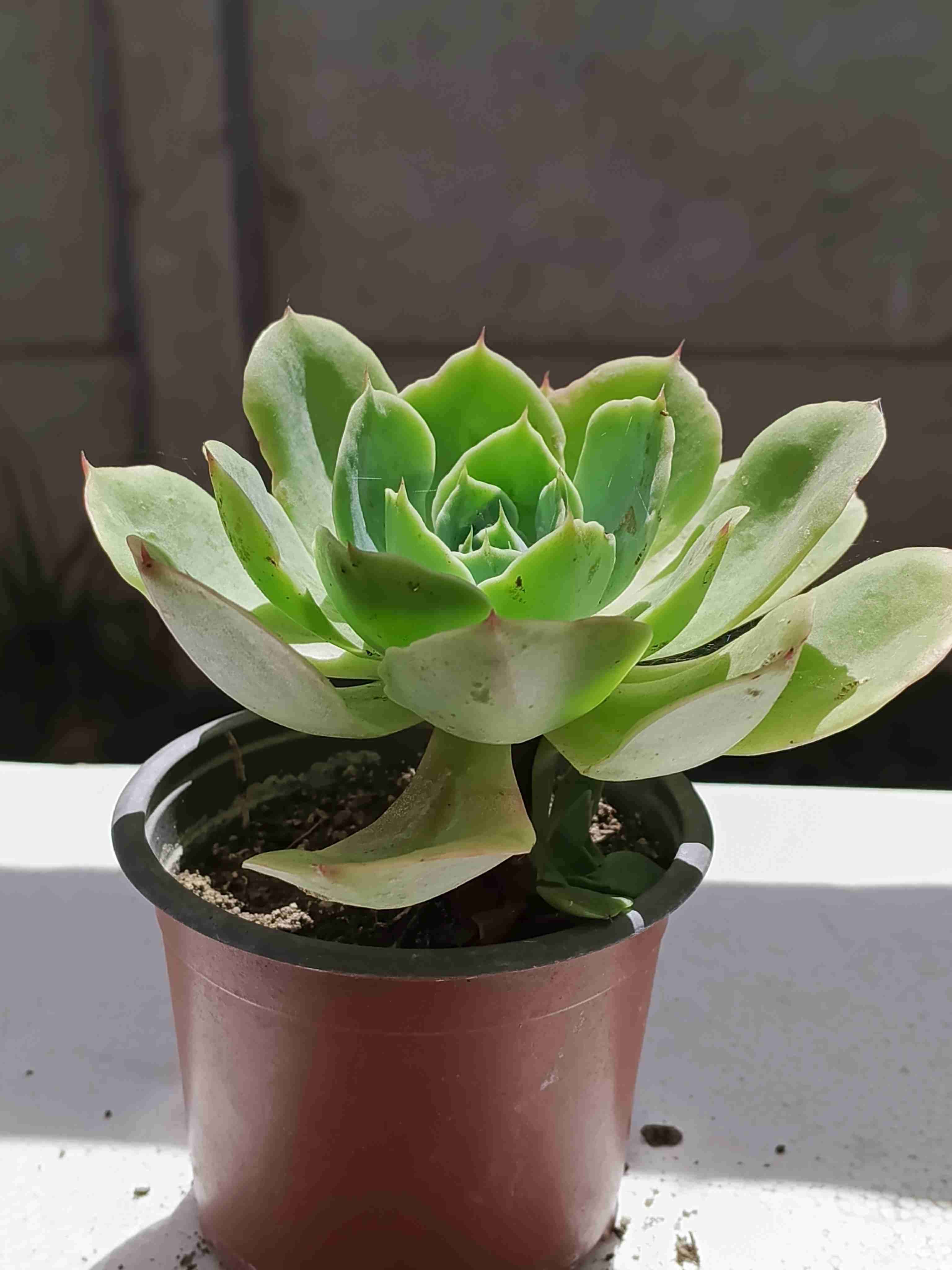 Suculenta en maceta pequeña - miniatura 4