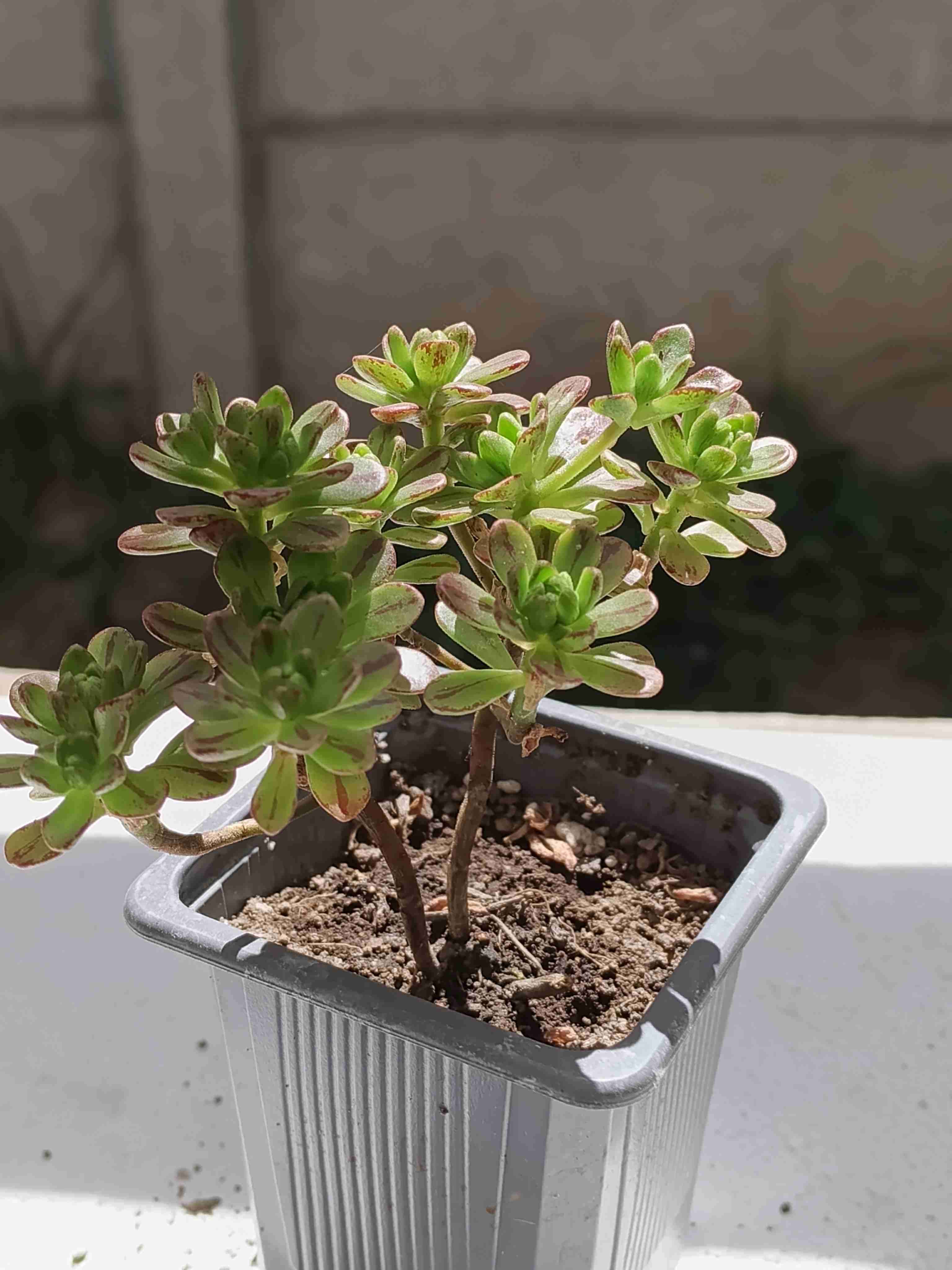 Suculenta en maceta pequeña - miniatura 5