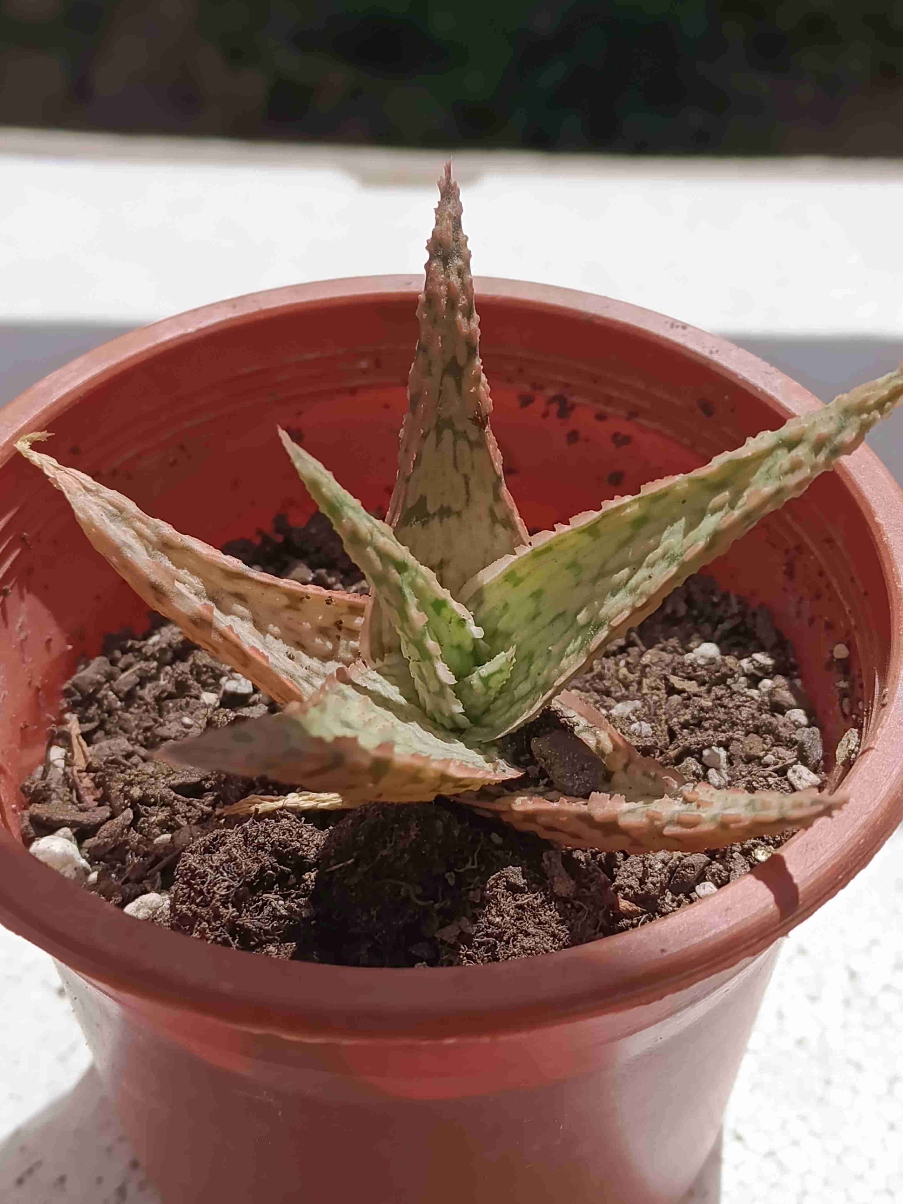 Suculenta en maceta pequeña - miniatura 6