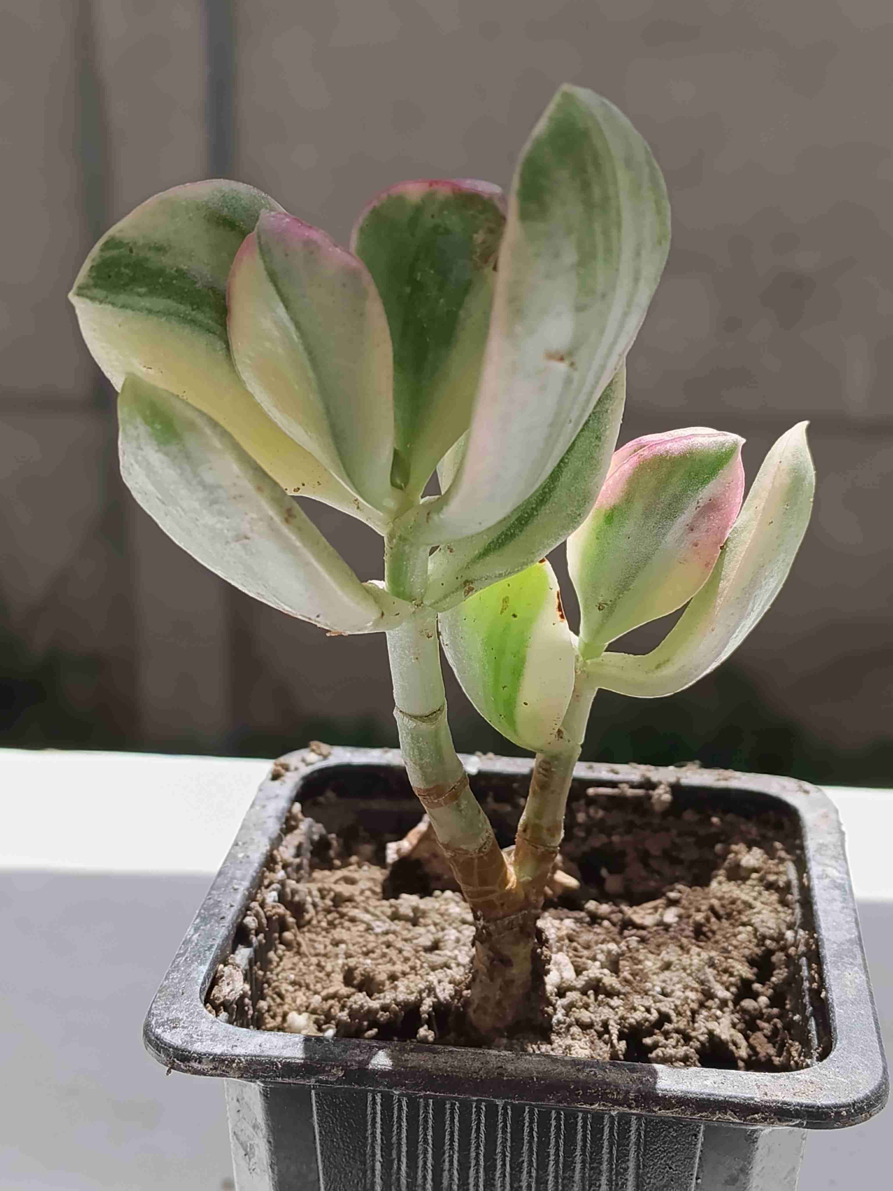 Planta suculenta en maceta