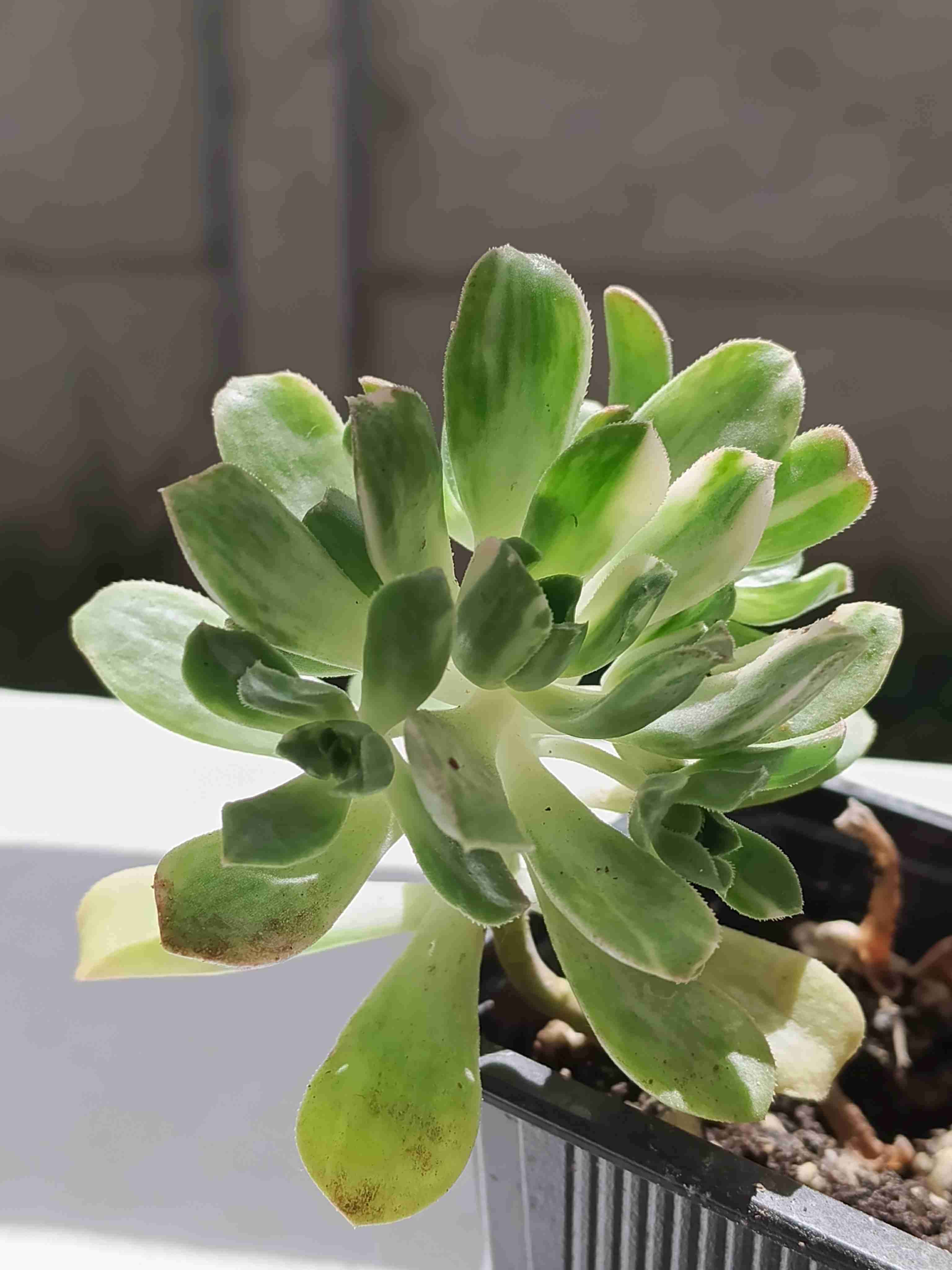 Planta suculenta en maceta - 2