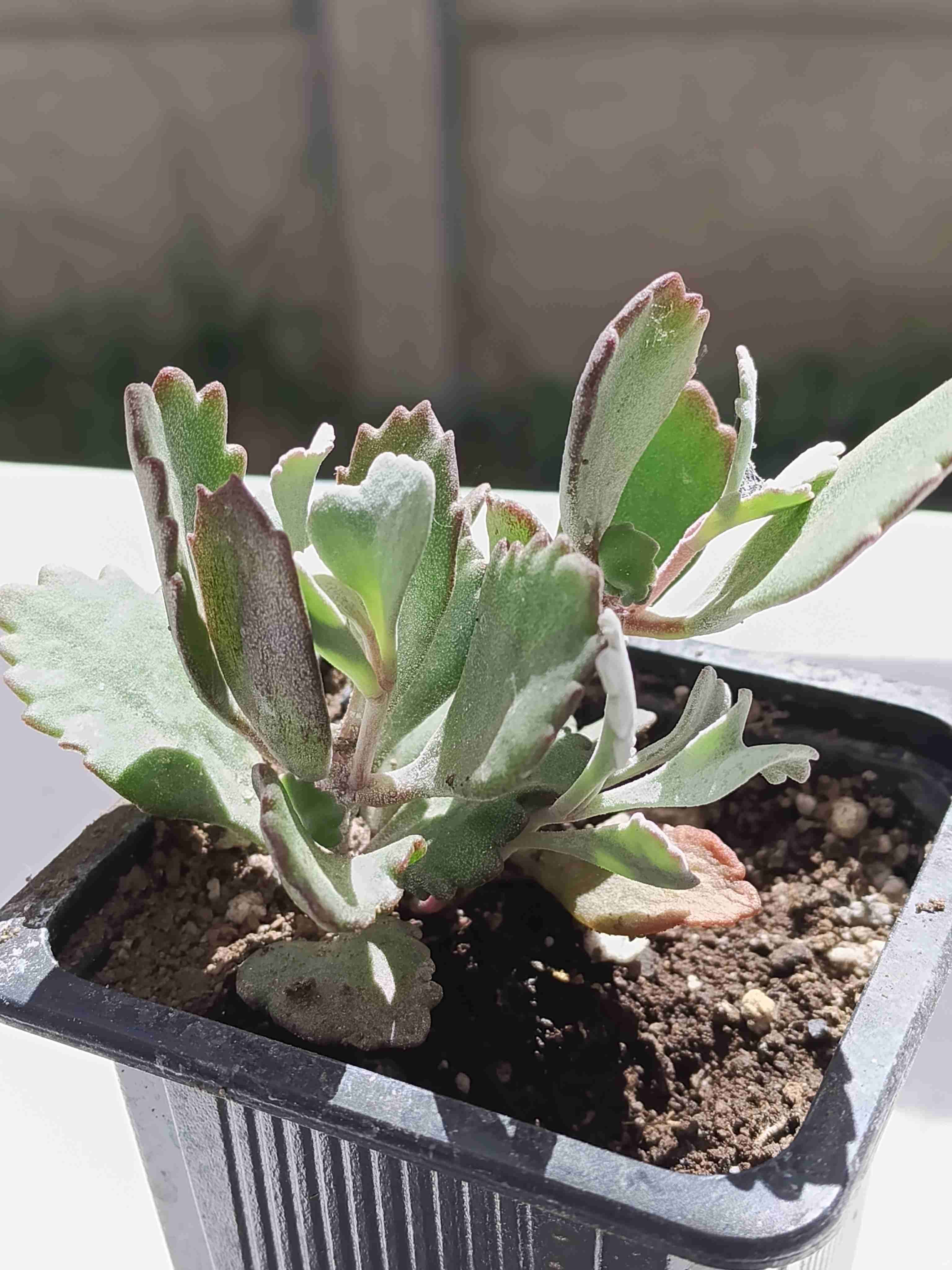 Planta suculenta en maceta - 3