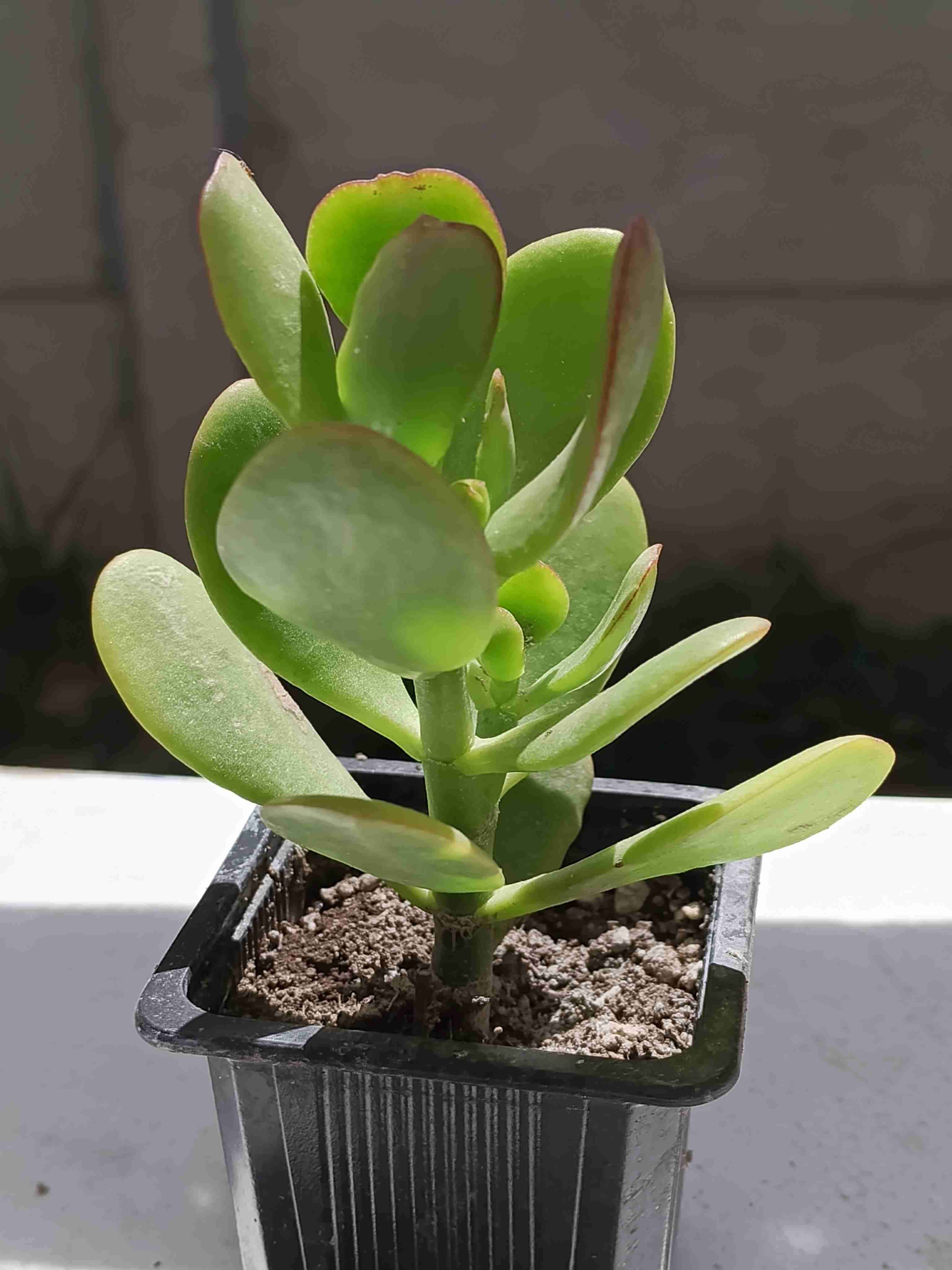 Planta suculenta en maceta - 4