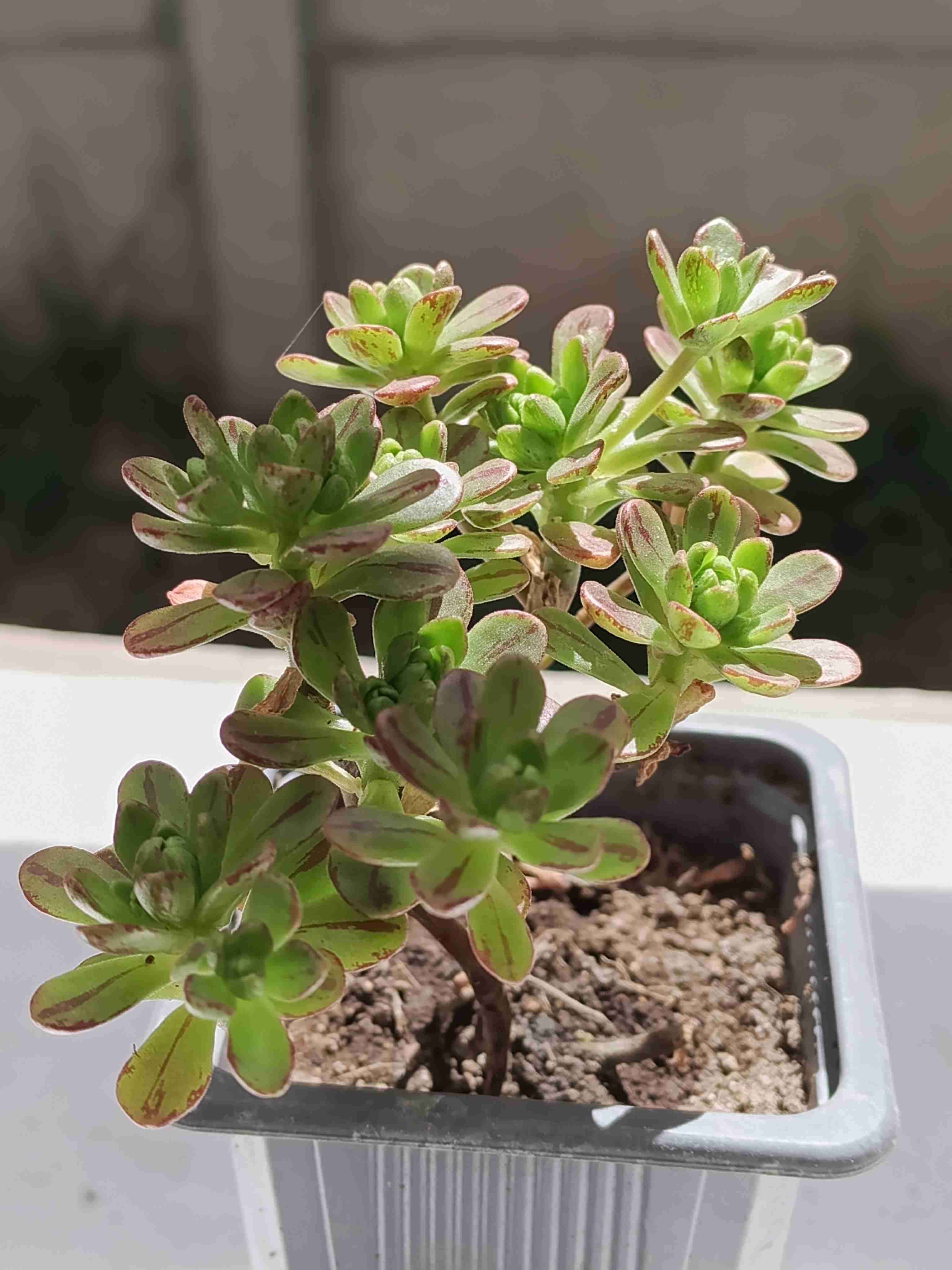 Planta suculenta en maceta - 5