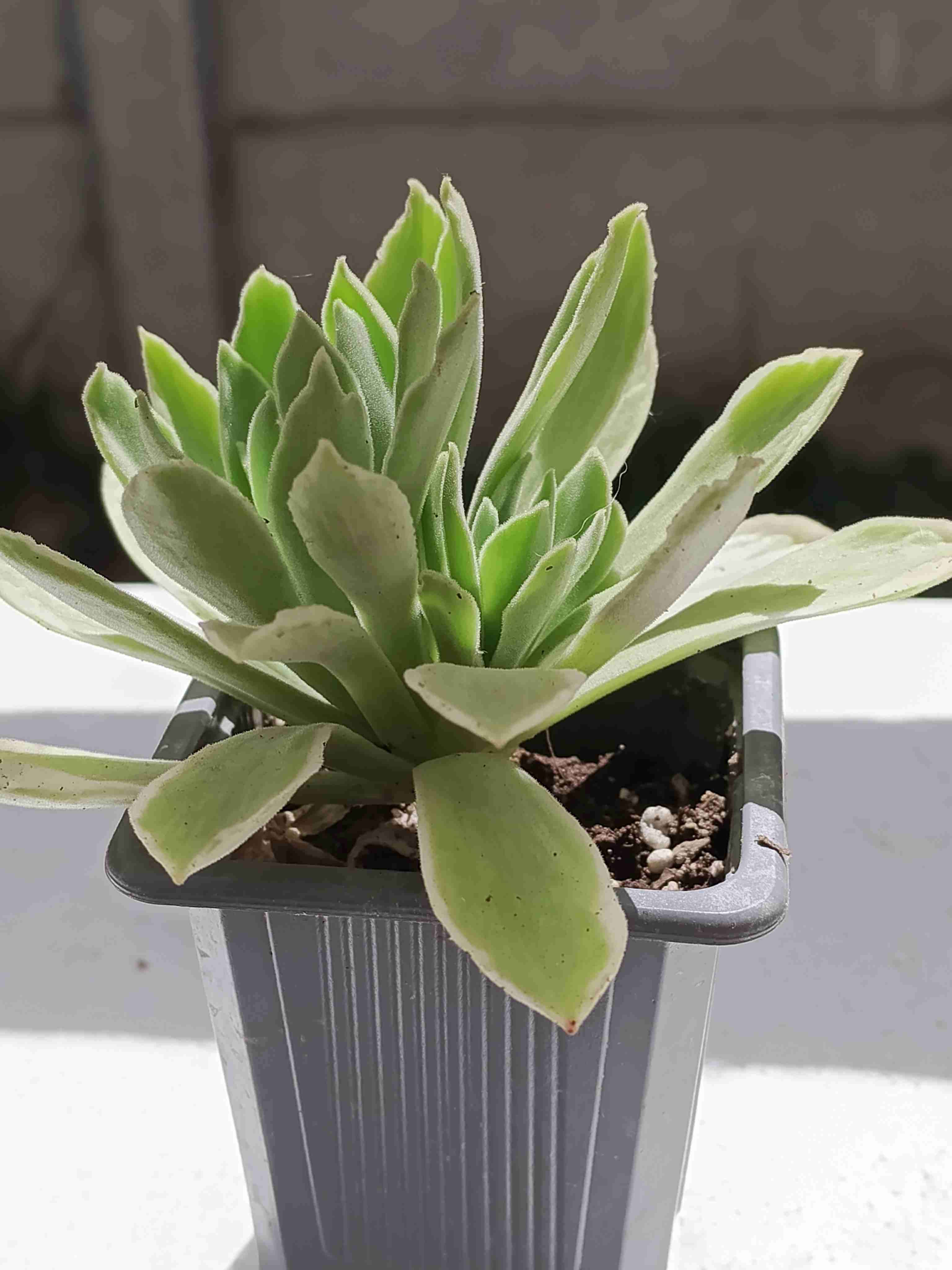 Planta suculenta en maceta - 6