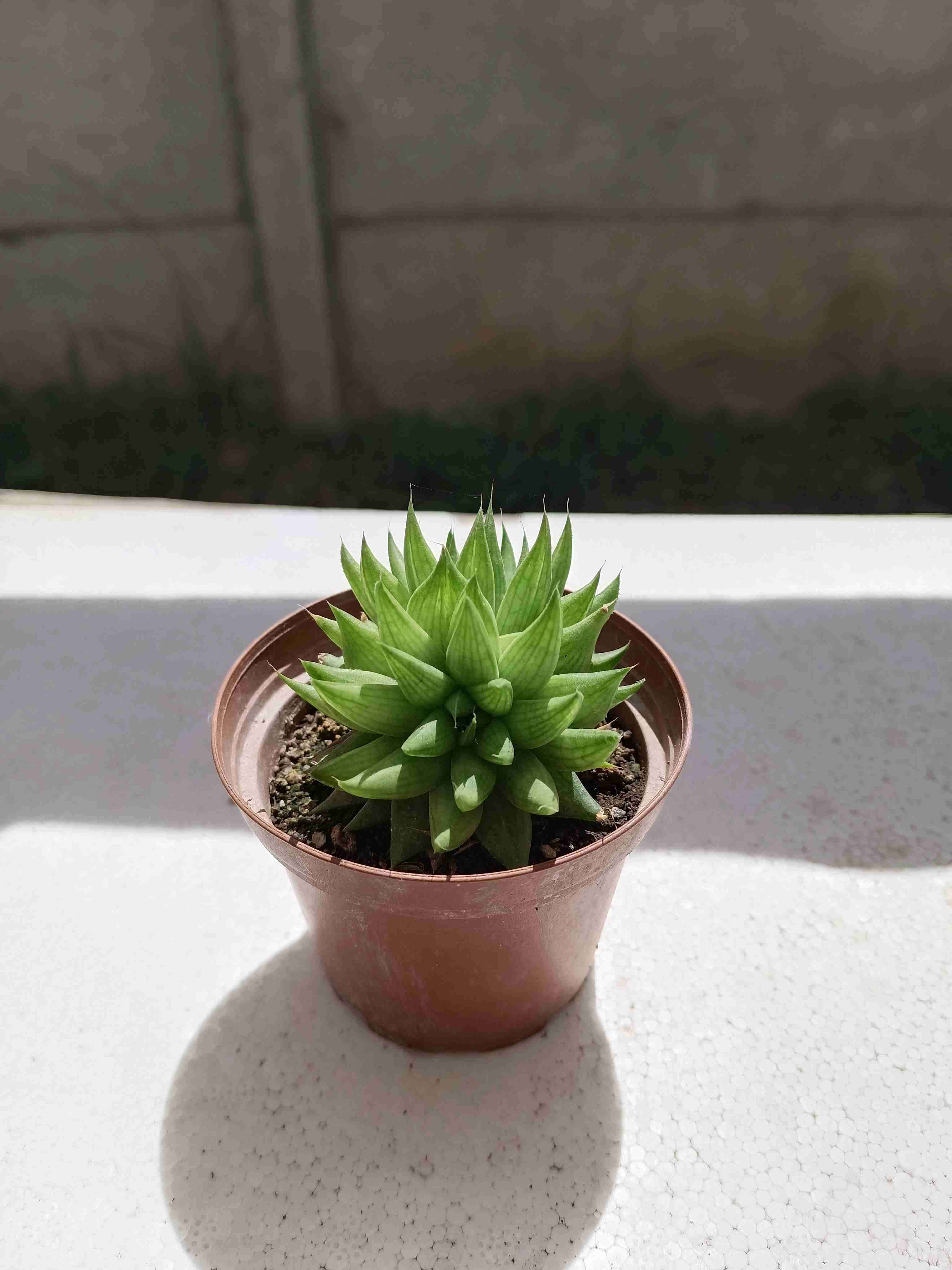 Suculenta en maceta pequeña