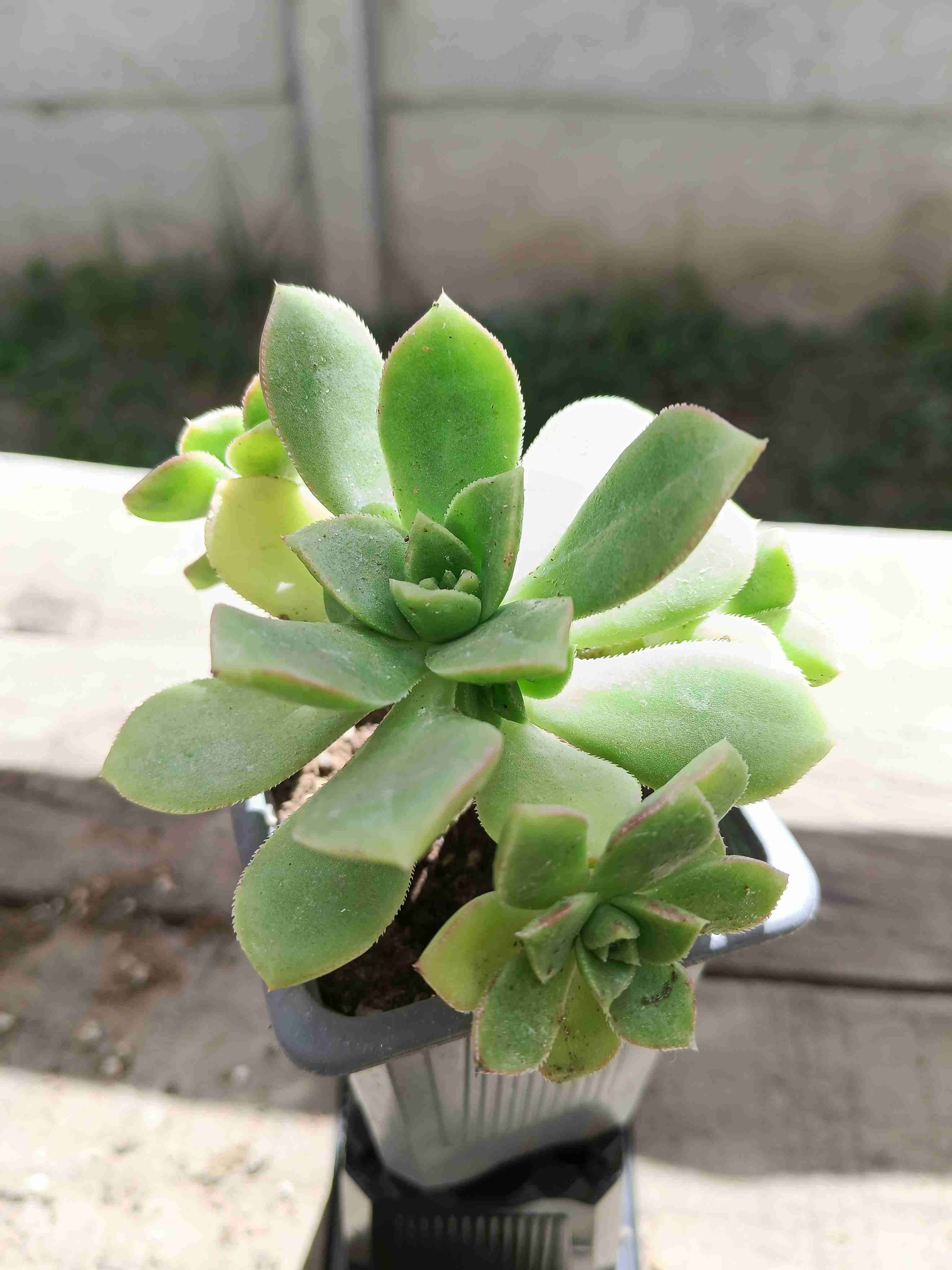 Suculenta en maceta pequeña - miniatura 2