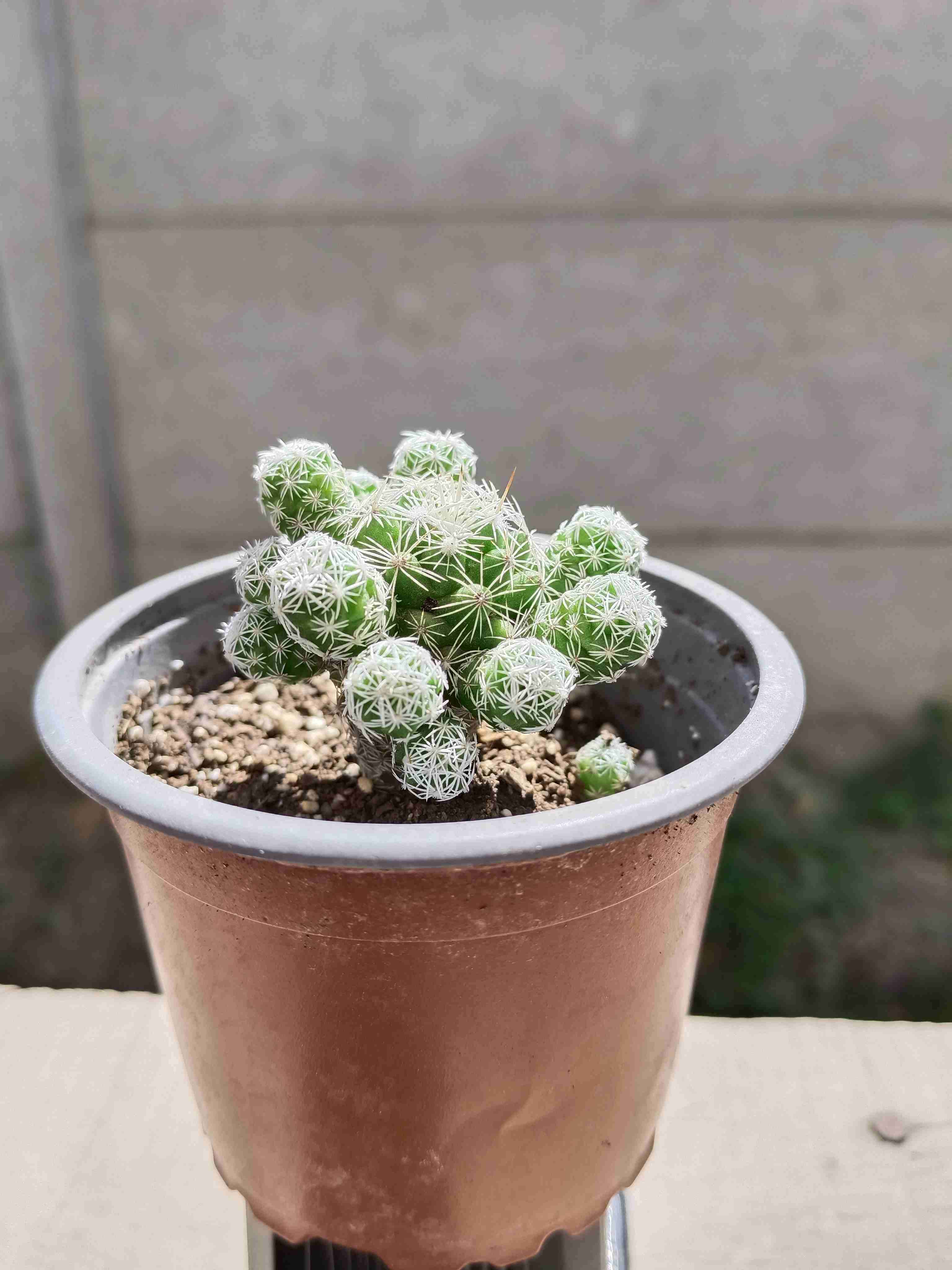 Suculenta en maceta pequeña - miniatura 3