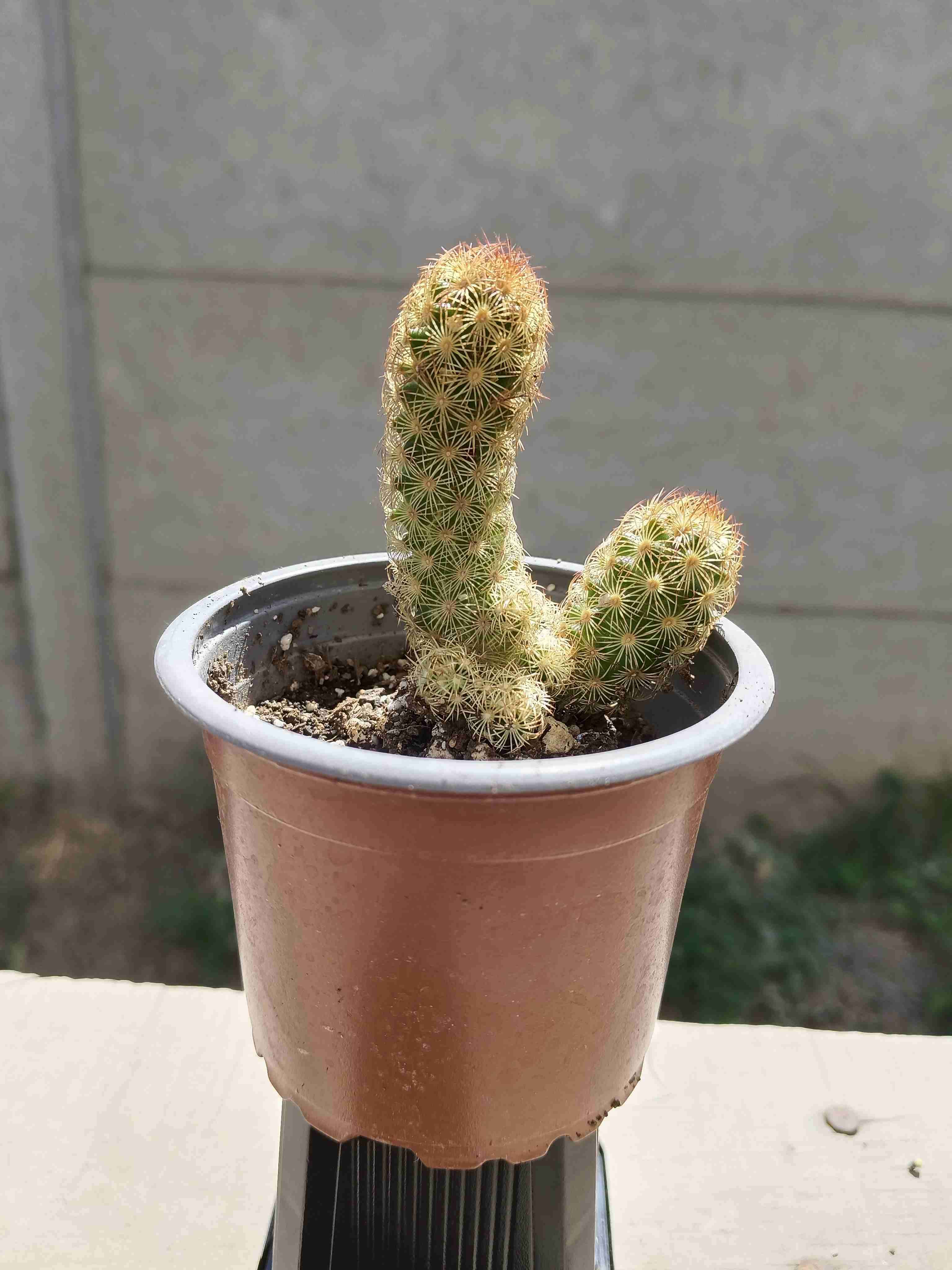 Suculenta en maceta pequeña - miniatura 4