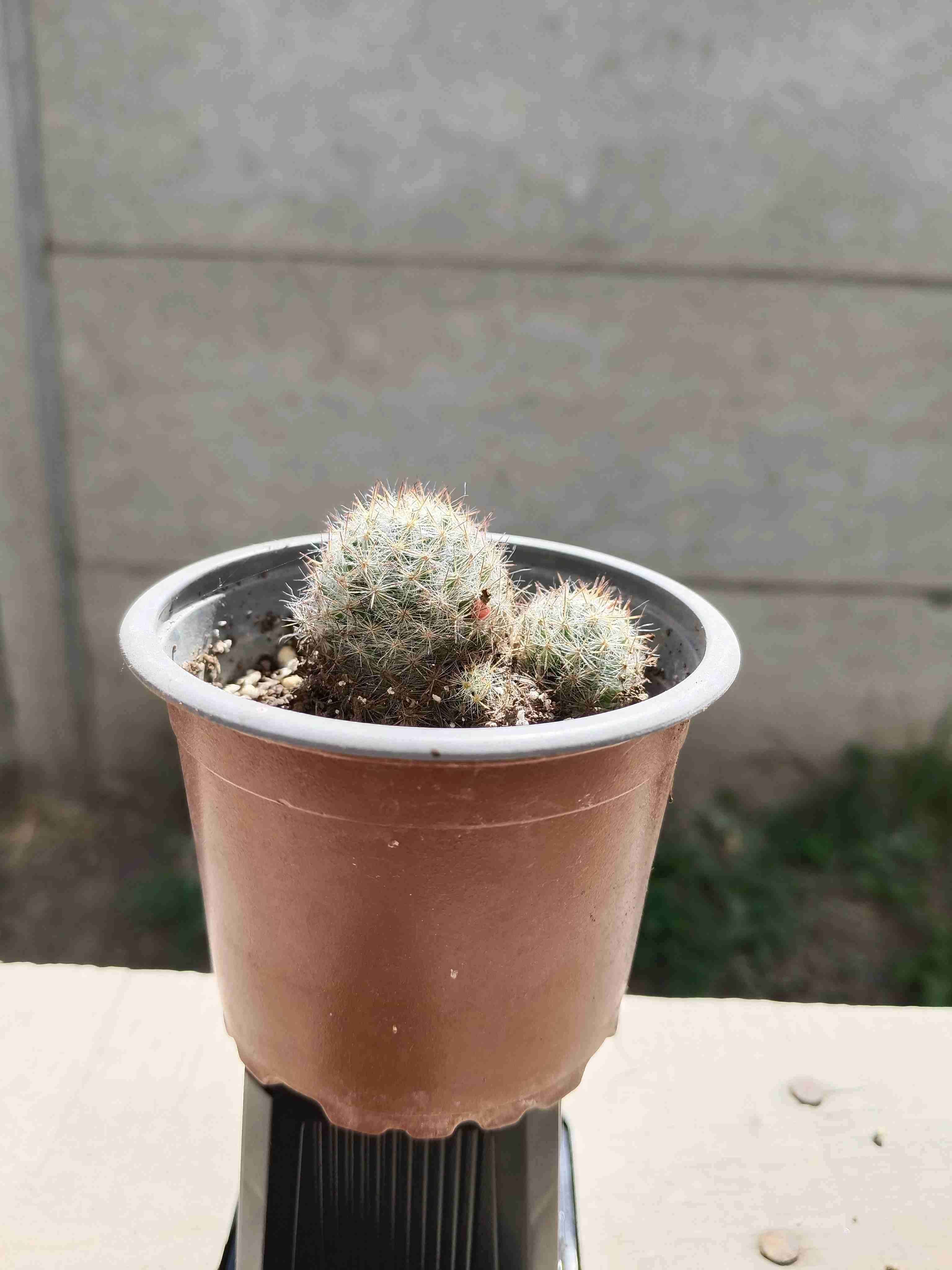 Suculenta en maceta pequeña - miniatura 5