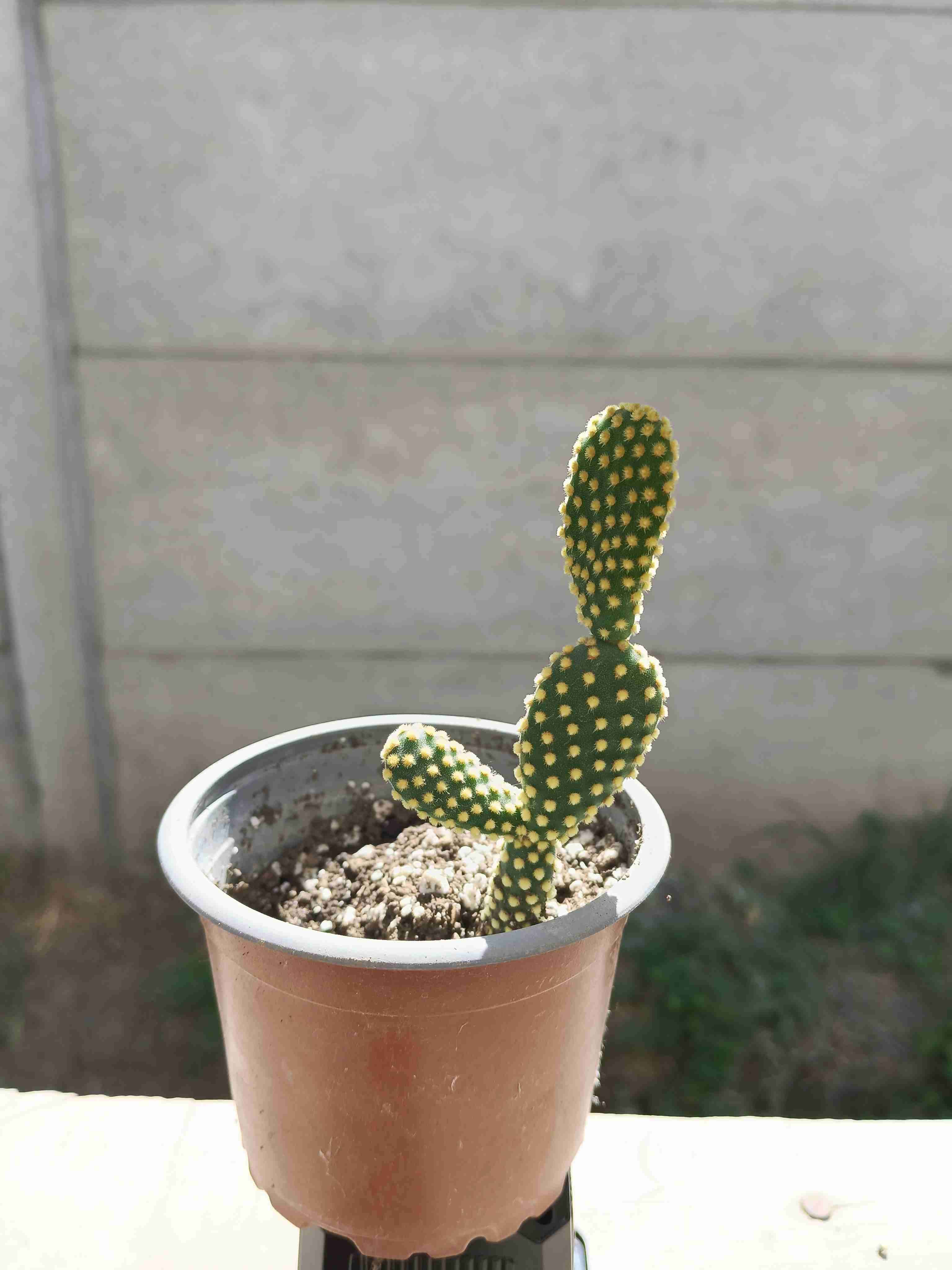 Suculenta en maceta pequeña - miniatura 6