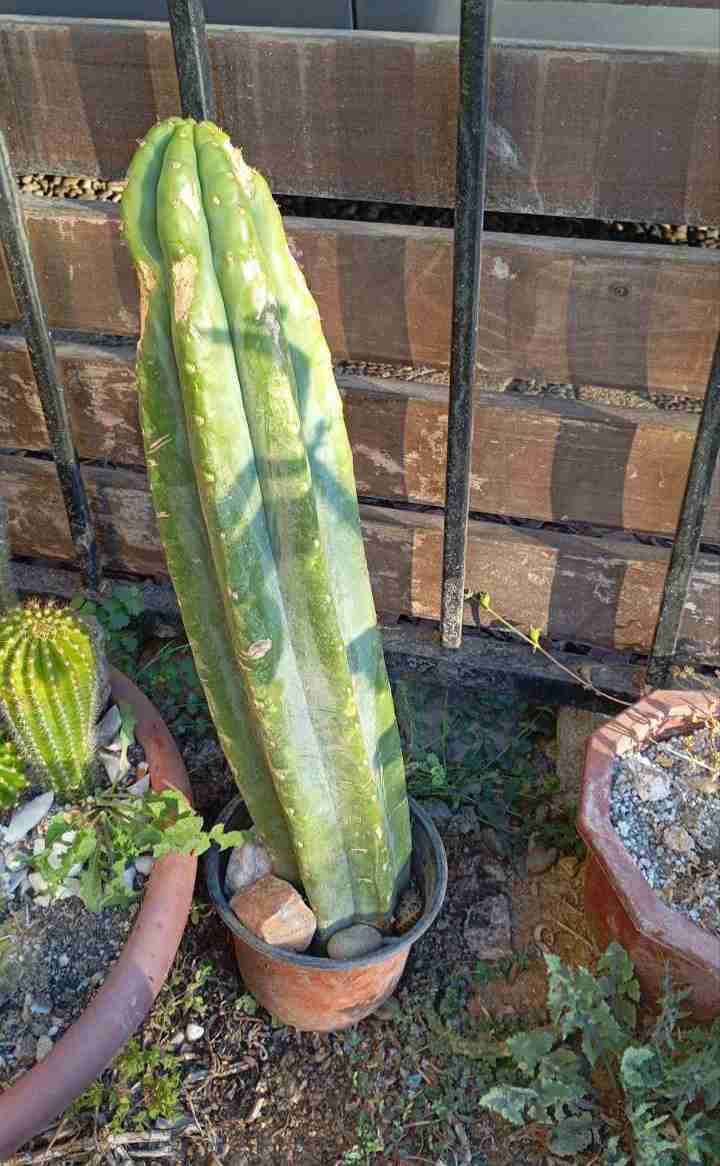 Cactus San Pedro en maceta