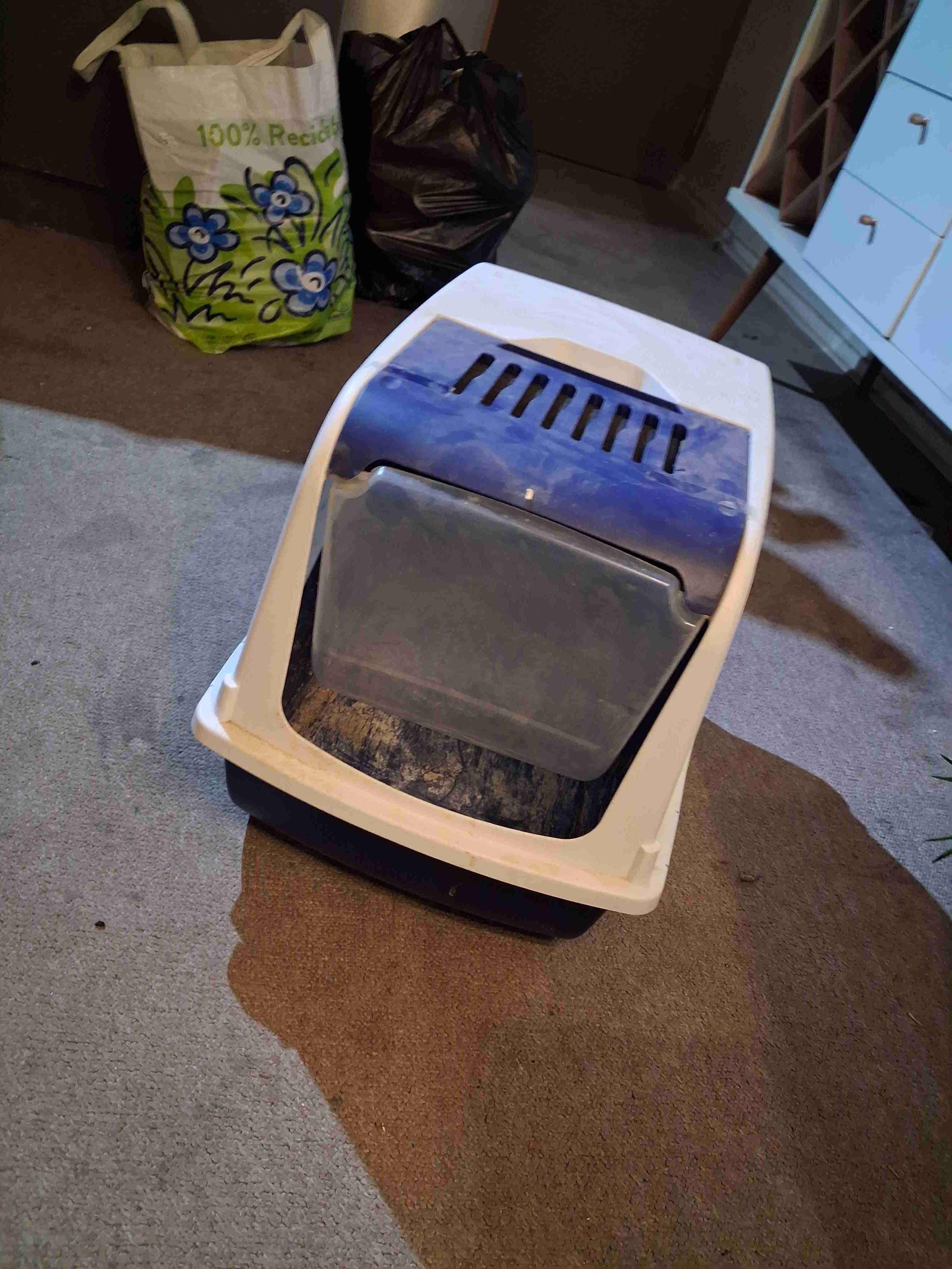 Areneto gatos - miniatura 4