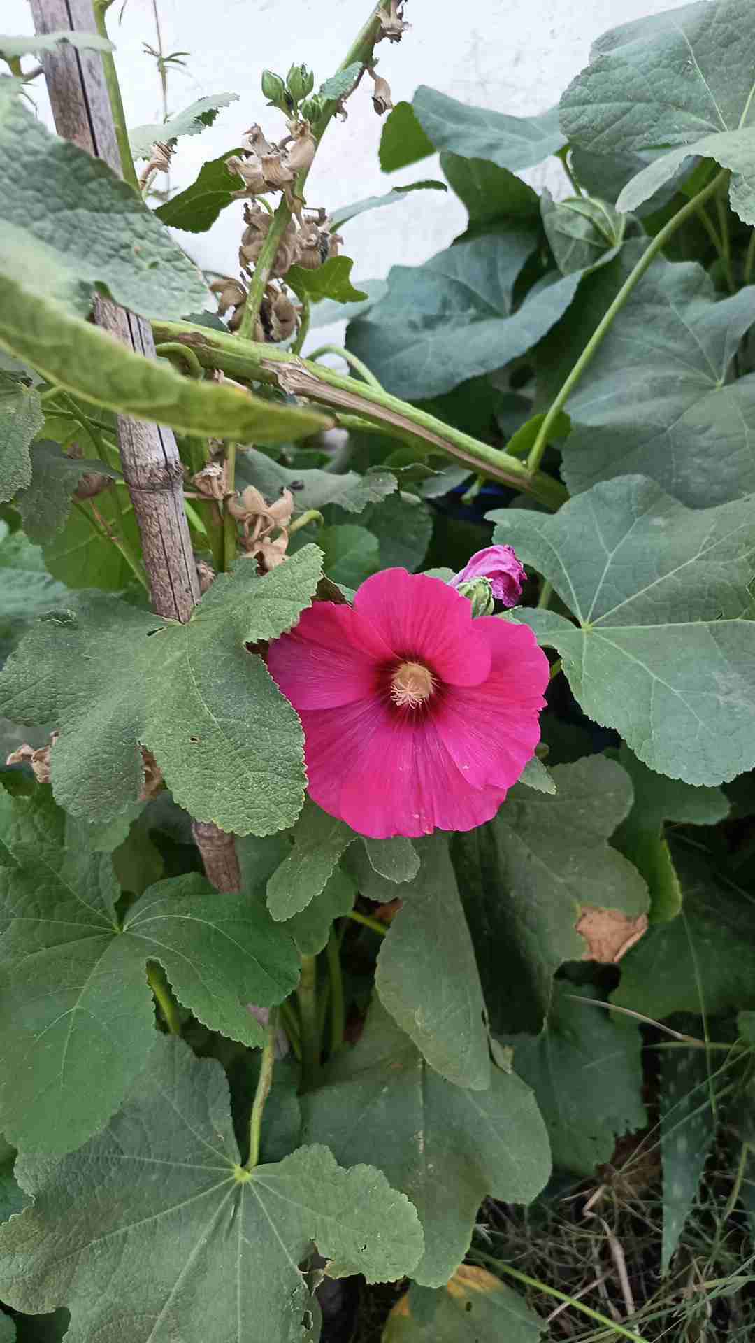 Plantas variedad - miniatura 2