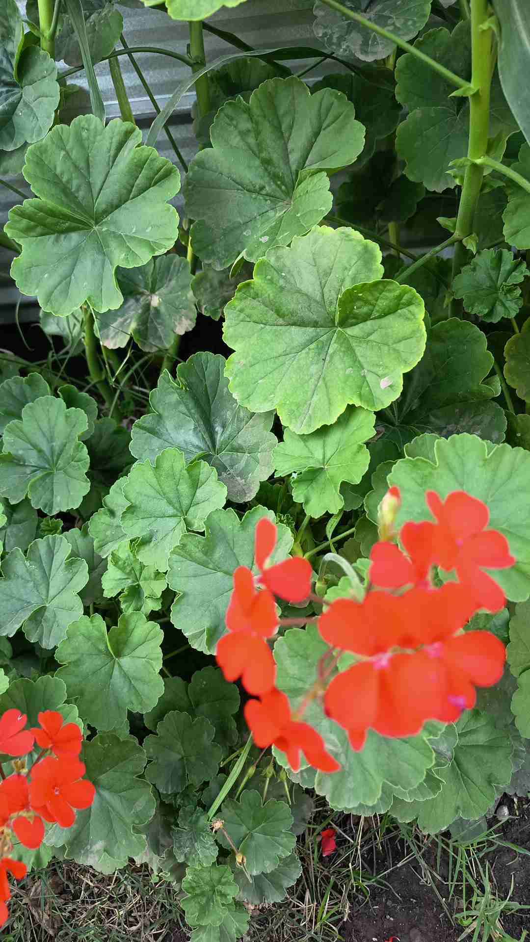 Plantas variedad - miniatura 3