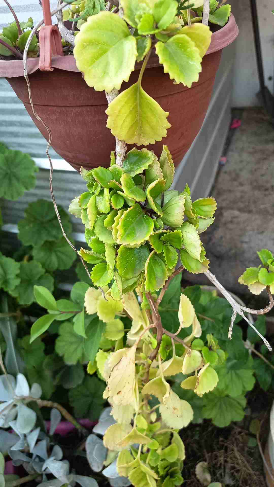 Plantas variedad - miniatura 4