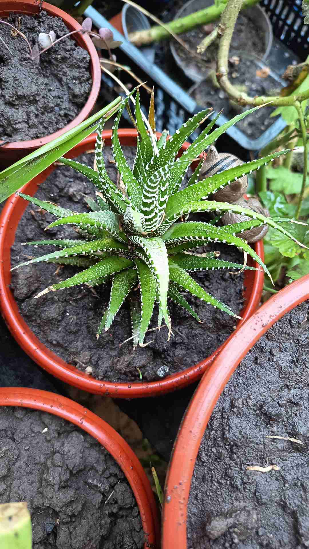 Plantas variedad - miniatura 5