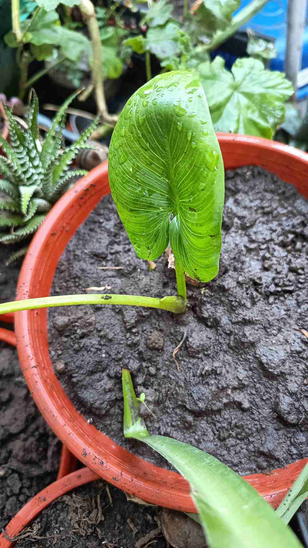 Plantas variedad - miniatura 6