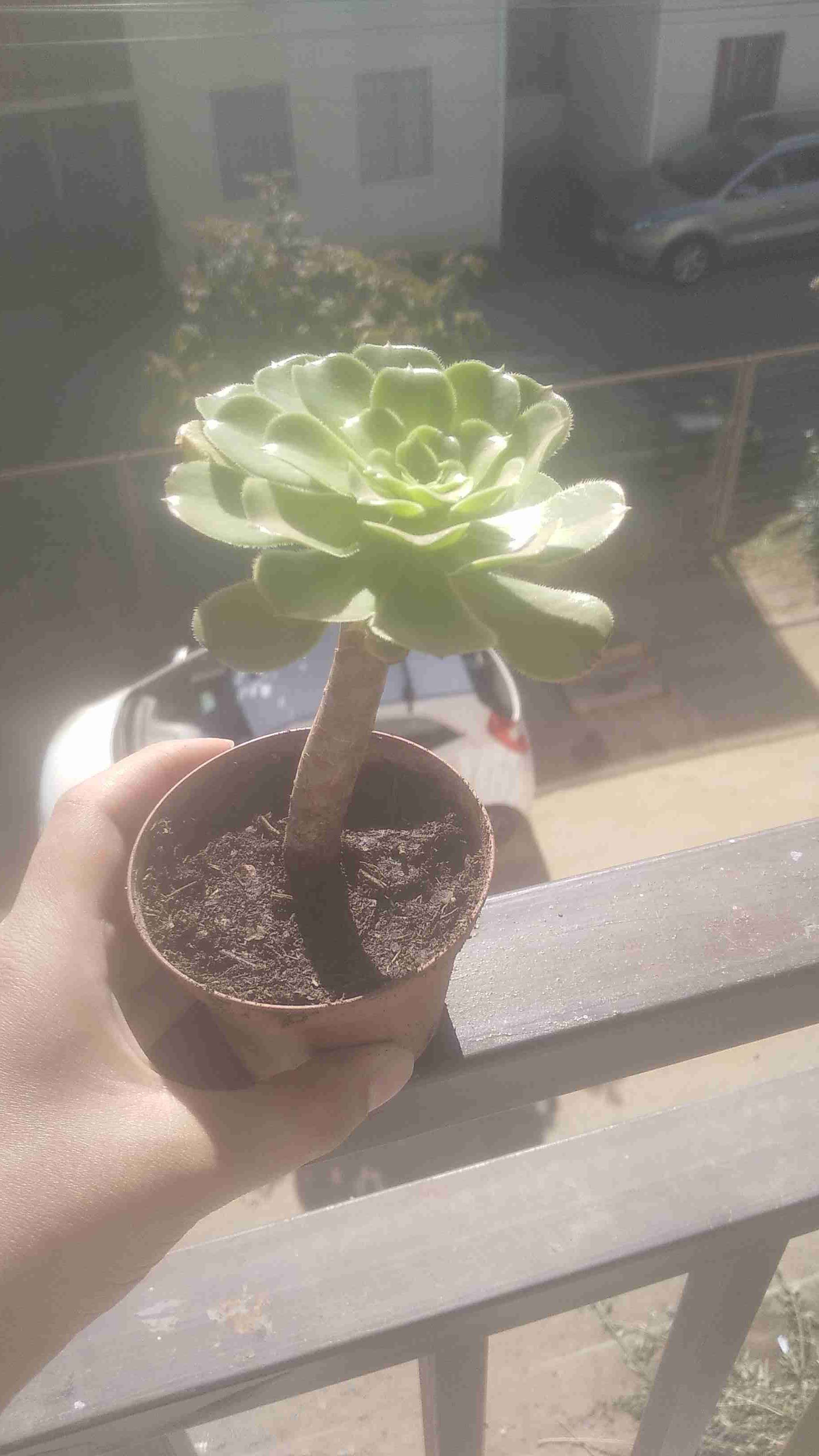 Suculenta en maceta pequeña