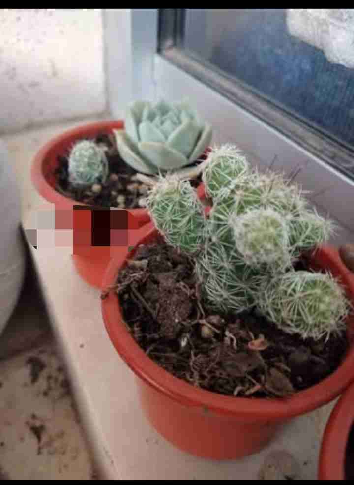 Suculenta en maceta pequeña - miniatura 2