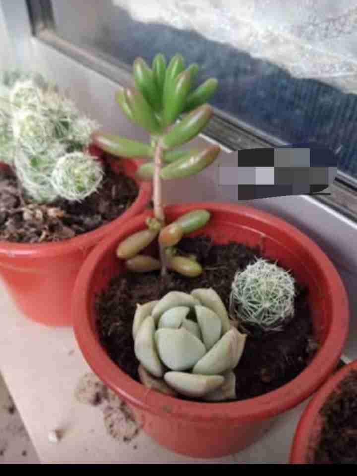 Suculenta en maceta pequeña - miniatura 3