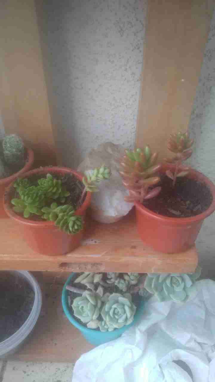 Suculenta en maceta pequeña - miniatura 4